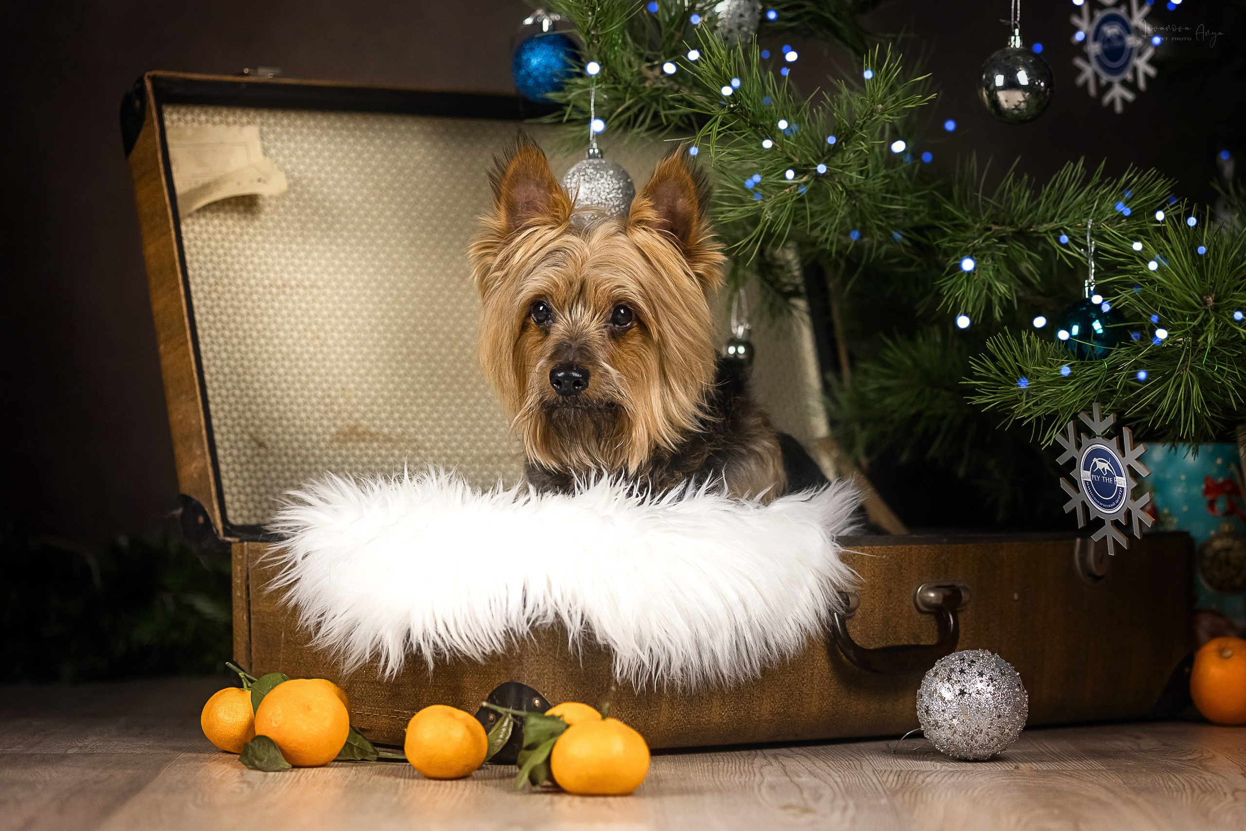 Фотодень_1 2025. Фотограф анималист Аня Ливанова | Рыбинск