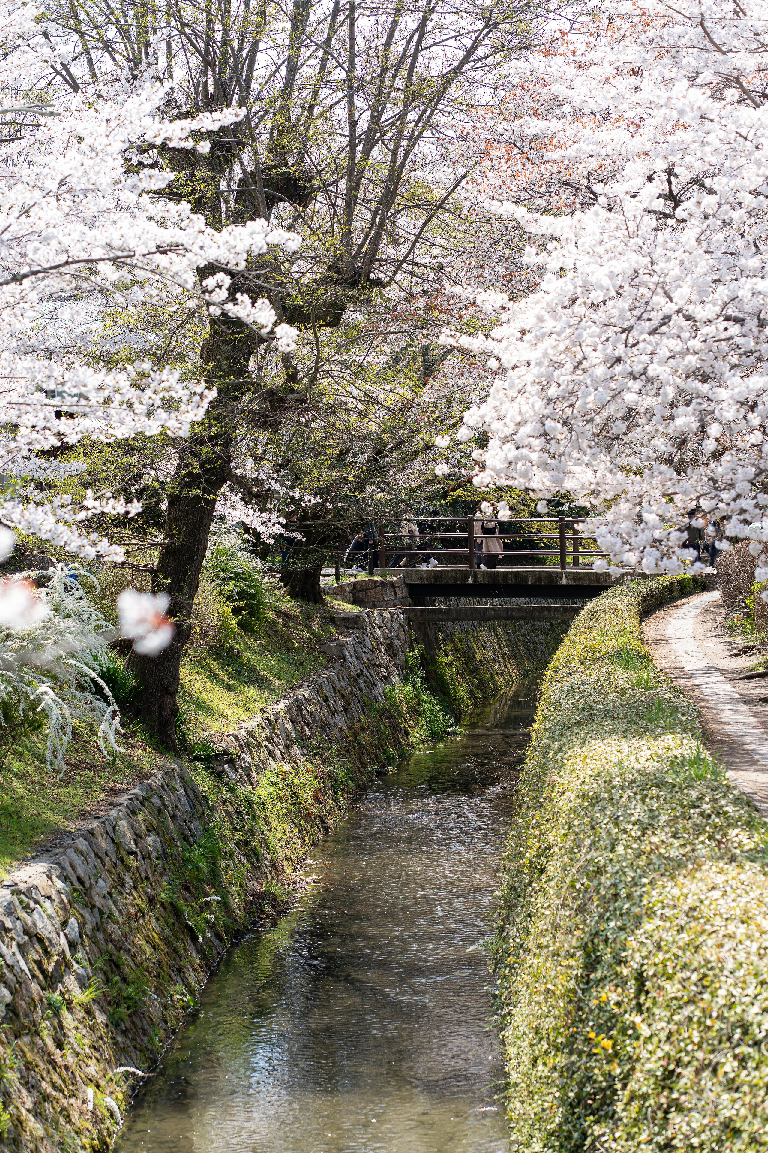 Япония, сакура. Творческие сьемки