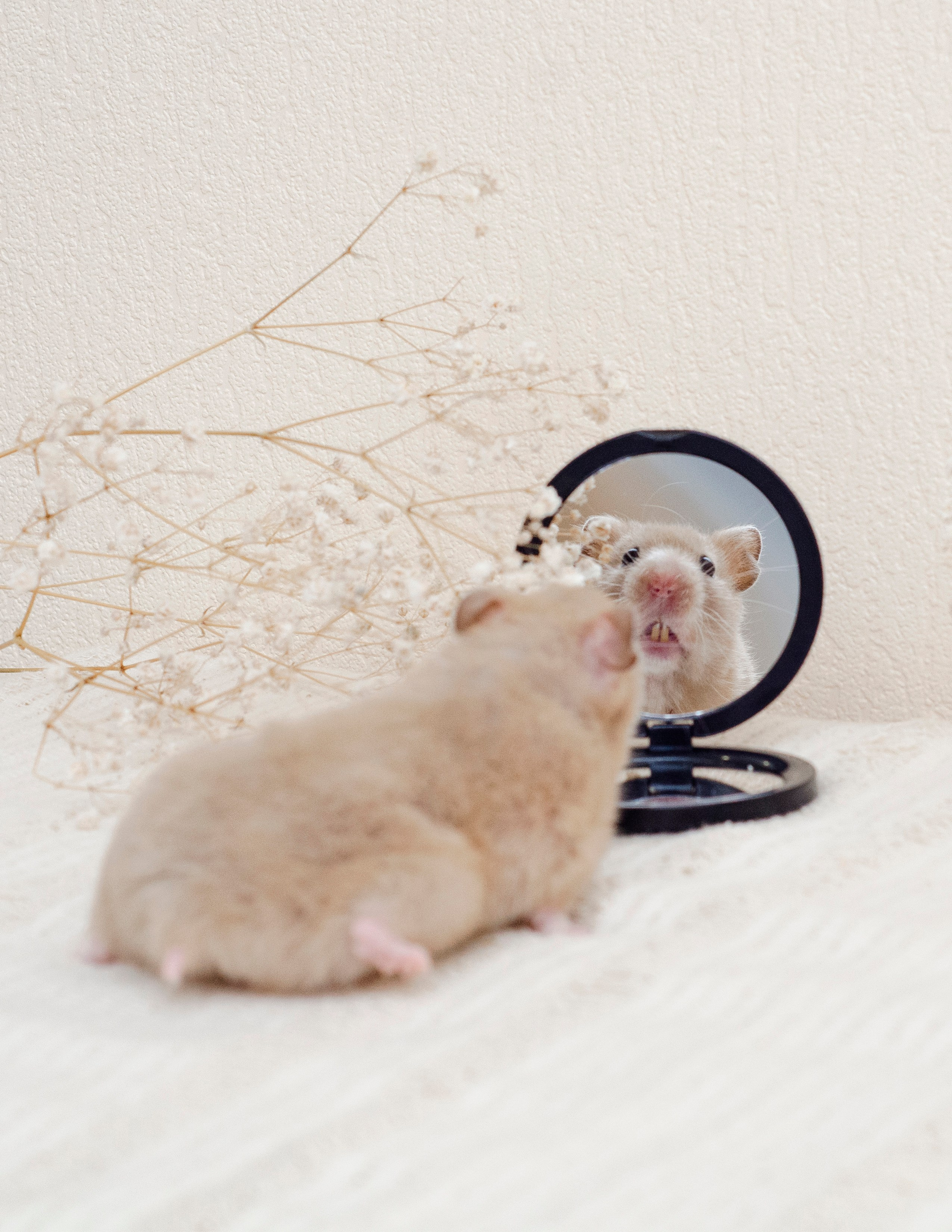 Не собаки и не лошади. Фотограф анималист