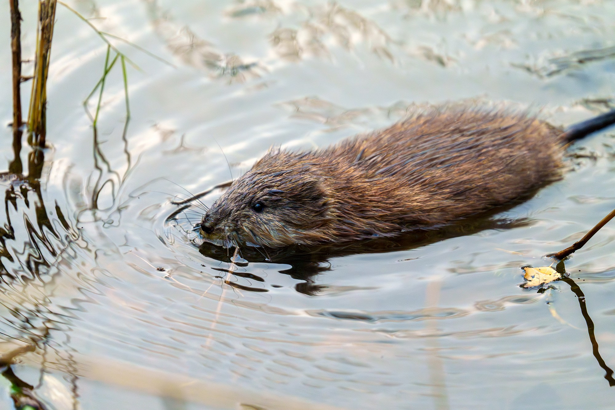 Животные. Ваш личный фотограф Марина Волкова