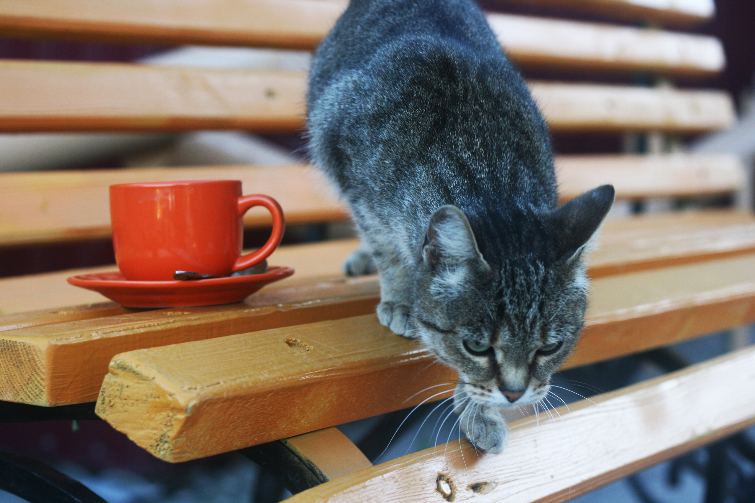 Город летом. Фотограф Екатерина Зорина