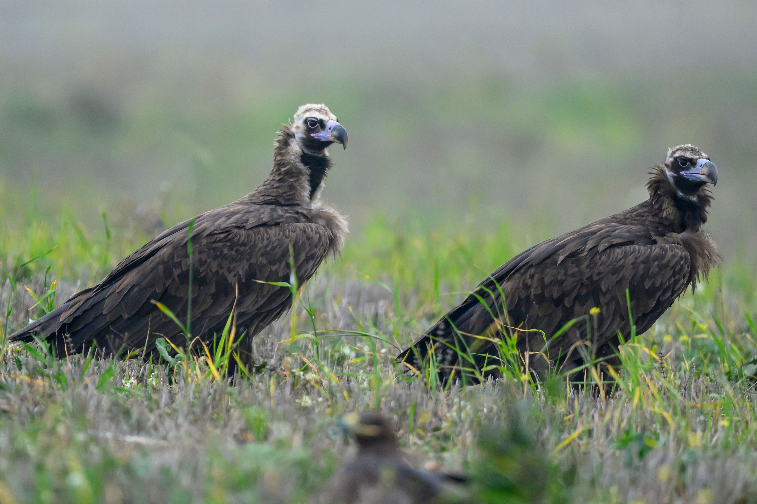 Дагестан. Ноябрь 2025. Фотограф Сергей Пупонин