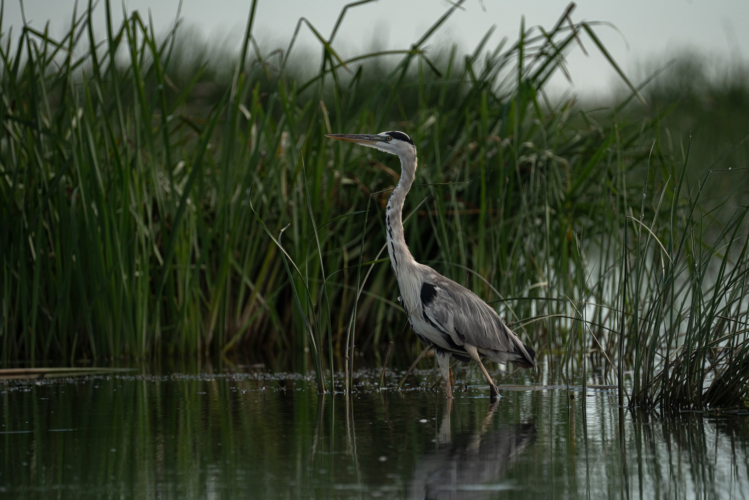 Золотые лотосы. Июль