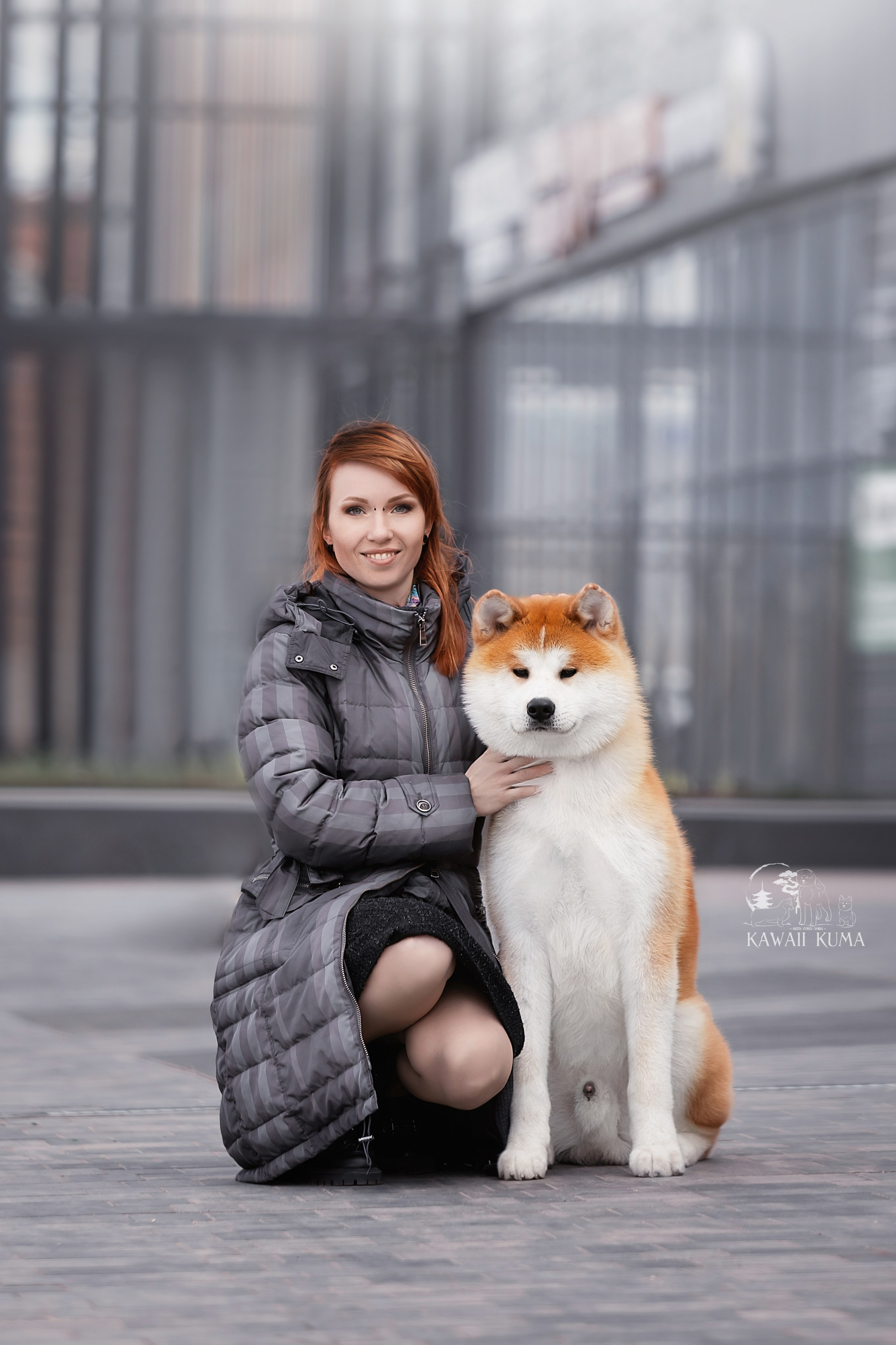 АКИТА. Kawaii Kuma питомник собак пород Корги пемброк, Акита ину, Сиба