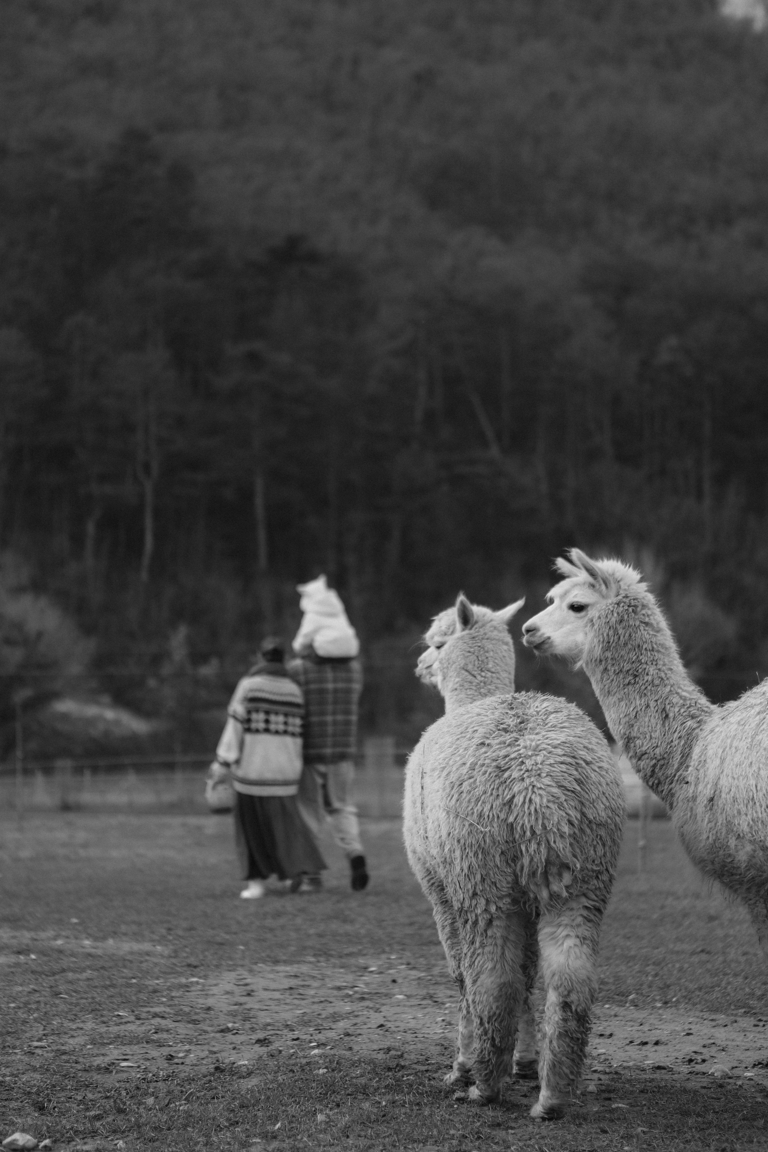 Чудесная девочка Майя и её родители. Фотограф в Крыму Богдана Захарчук