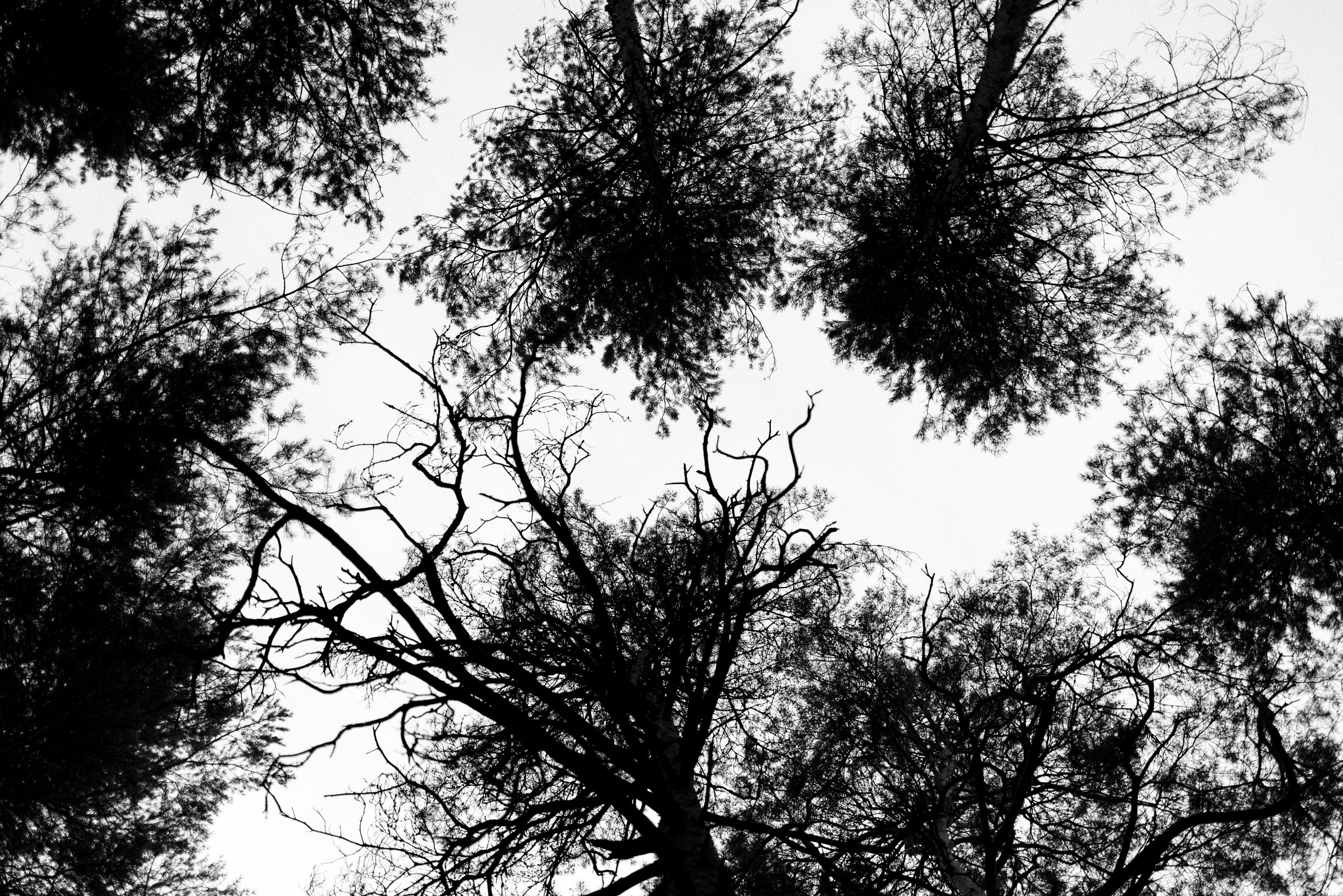 Ромашковые ромашки. Свадебный и семейный фотограф в Твери, Москве, Санкт-Петербурге