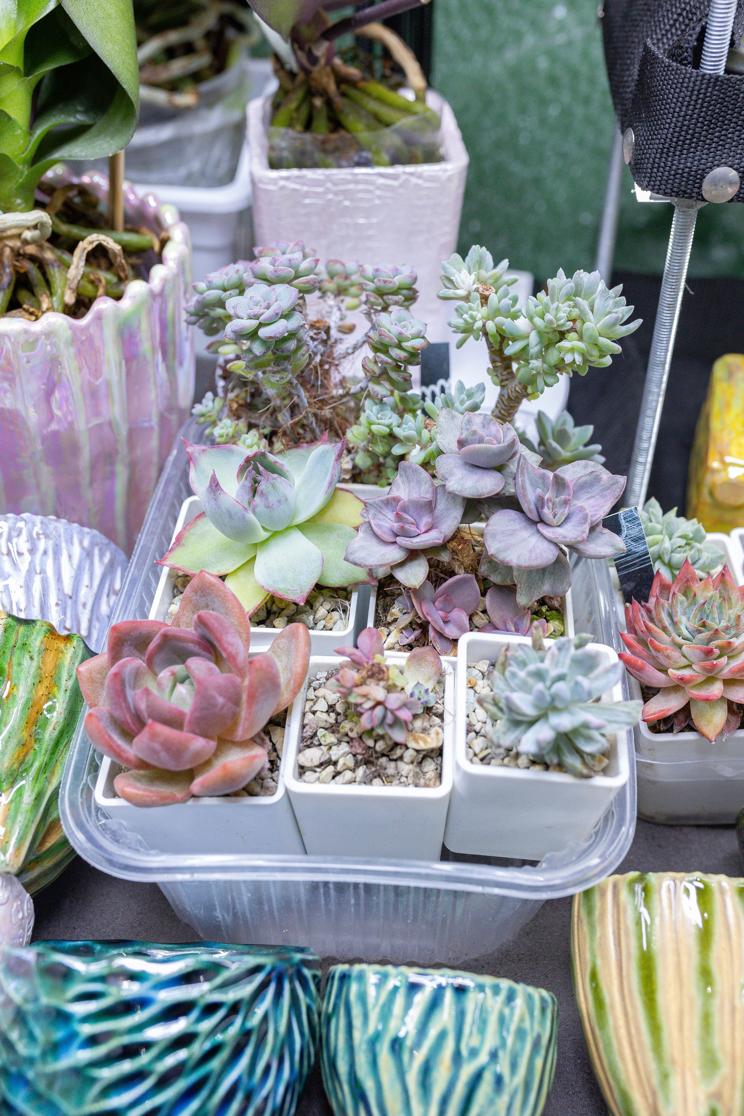 Орхидиум 12.2025. Александра Куликова фотограф, Москва