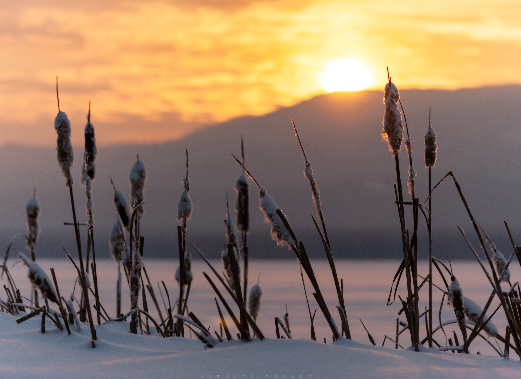 Закатное солнце и камыши на берегу заснеженного озера - зимняя фотография.