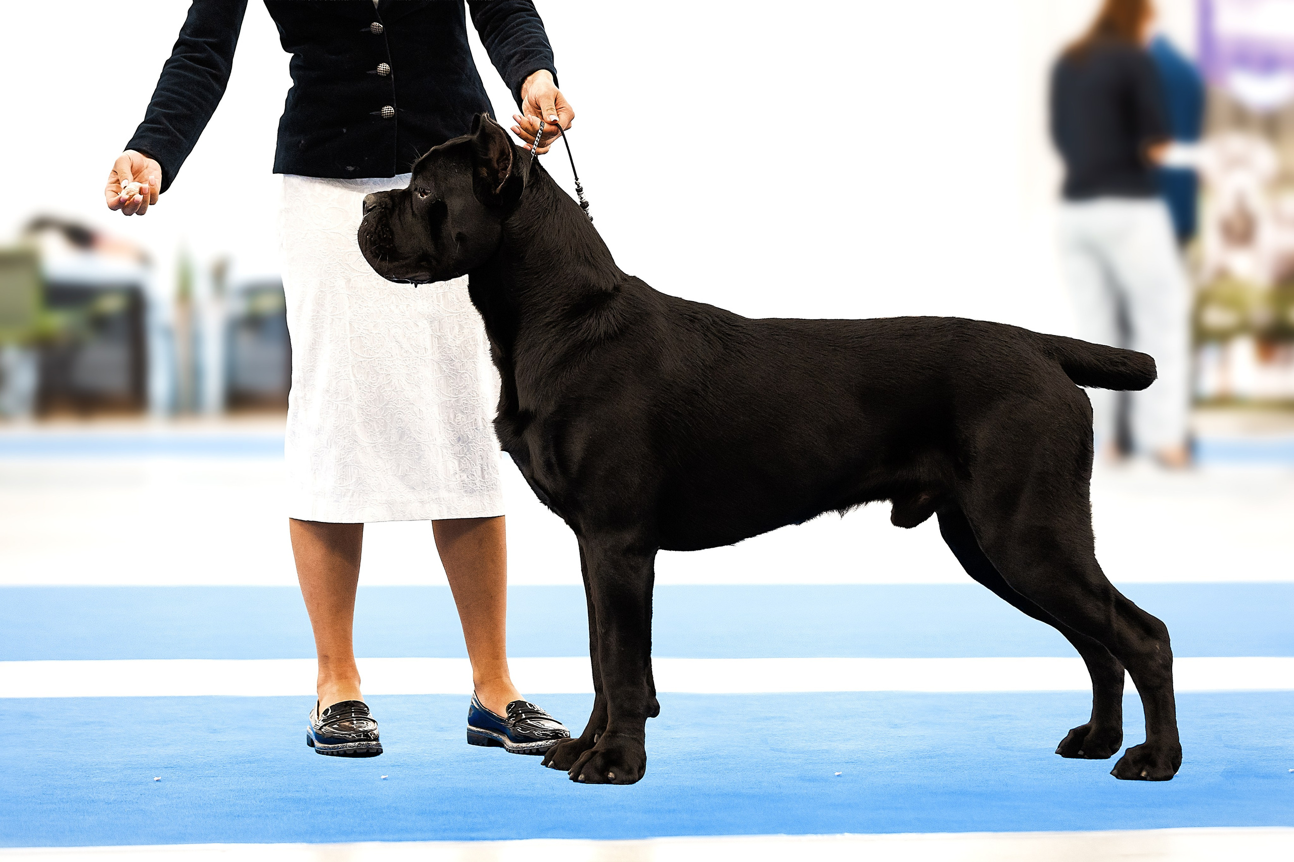 Фоторепортаж с выставки собак. Фотограф Анималист Наталья Корс Екатеринбург