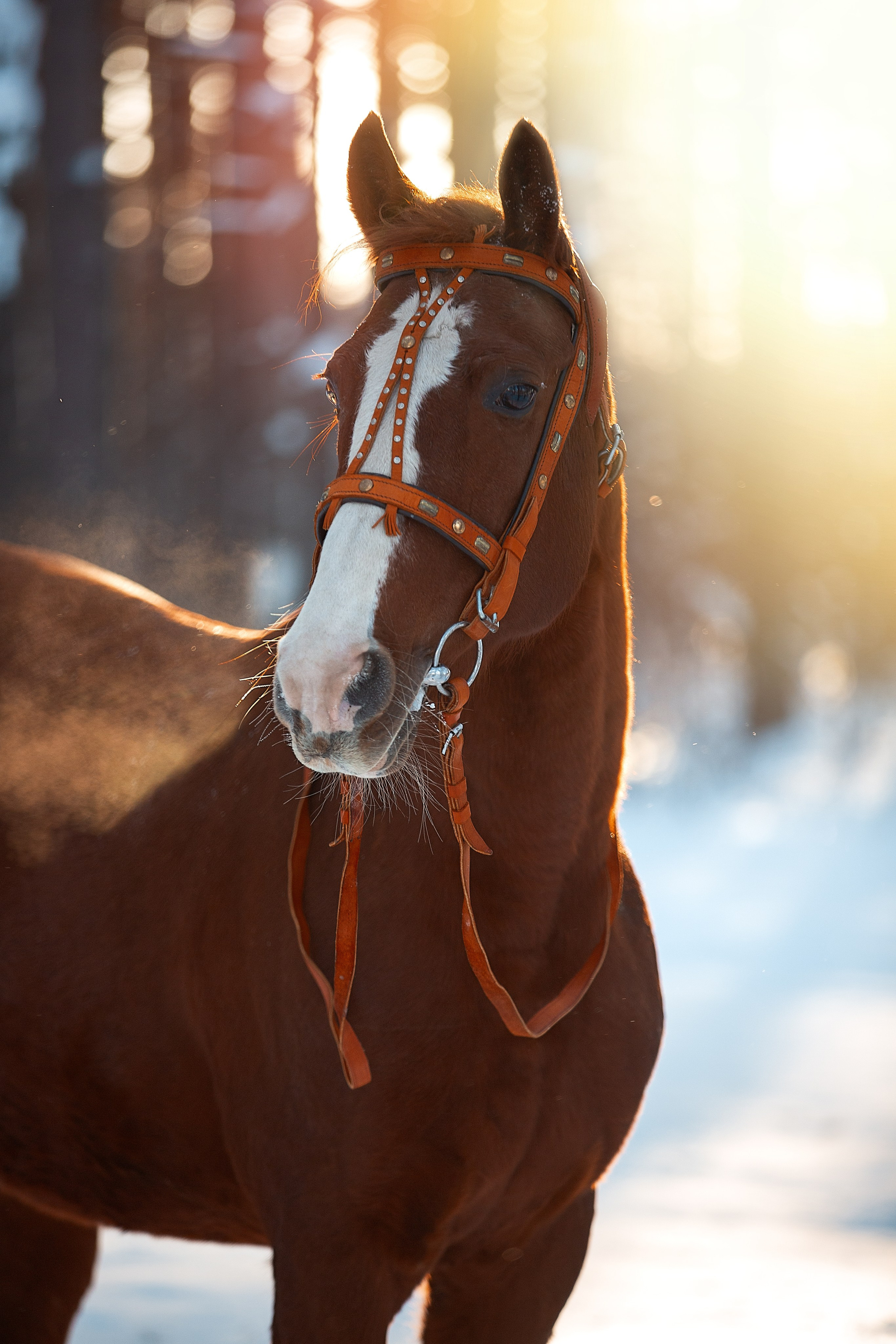 Фотосъемка Лошадей. Фотограф Анималист Наталья Корс Екатеринбург