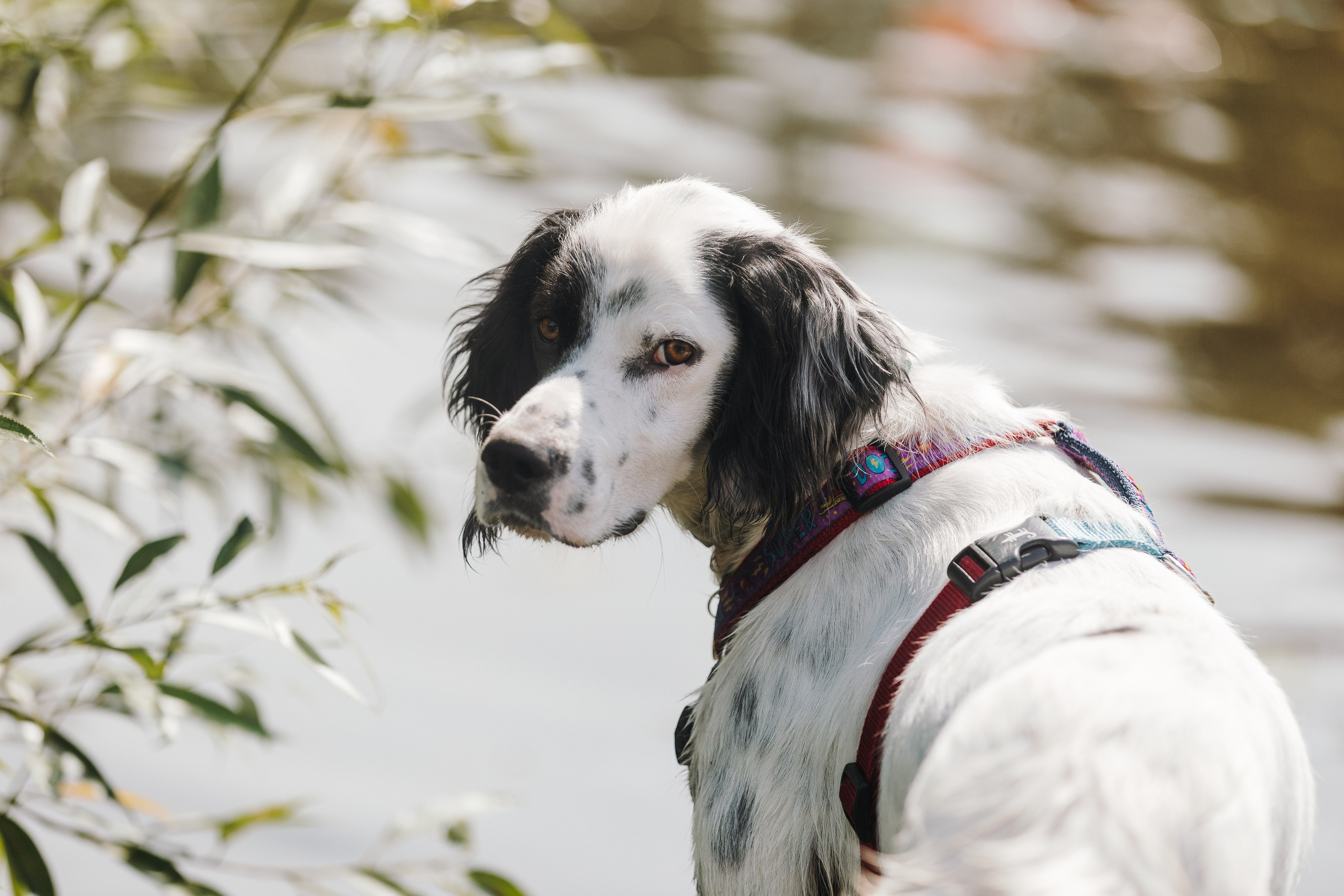 Petshop Sup day. Фотограф анималист Кристина Карпова, Москва