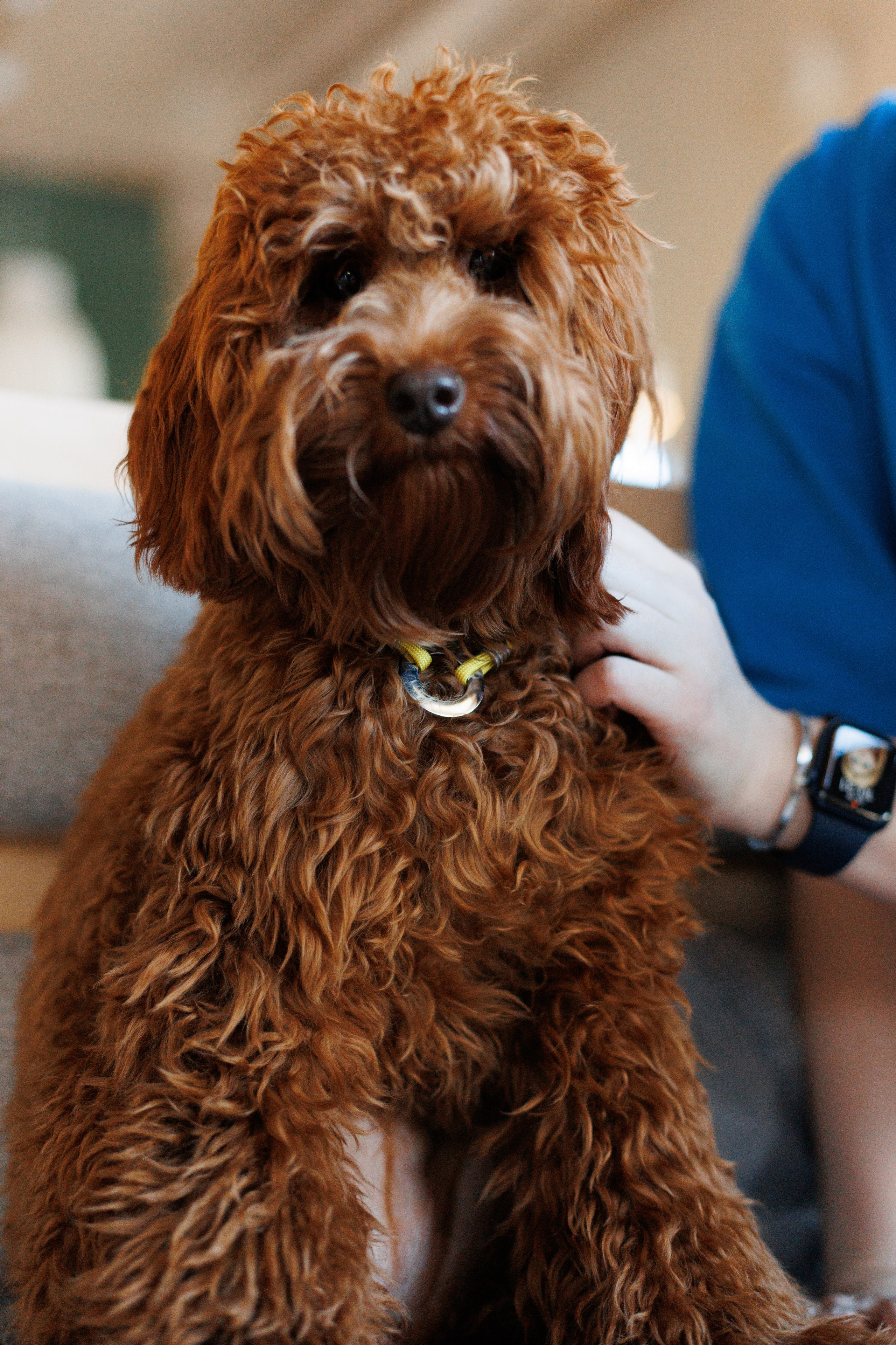 Bmbh городская. Фотограф анималист Кристина Карпова, Москва