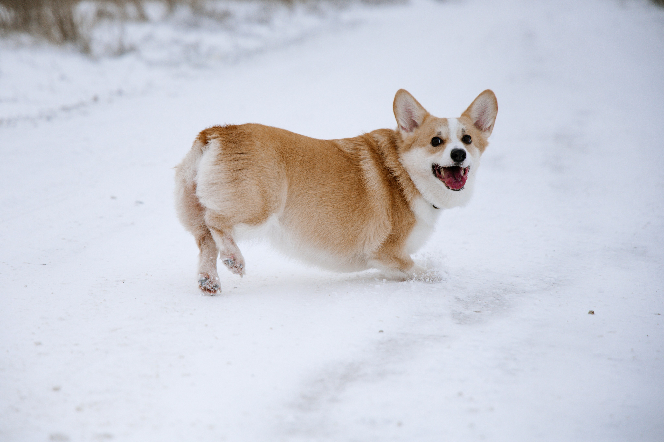 Питомцы. Семейный фотограф | Керчь | Ивановская Виктория