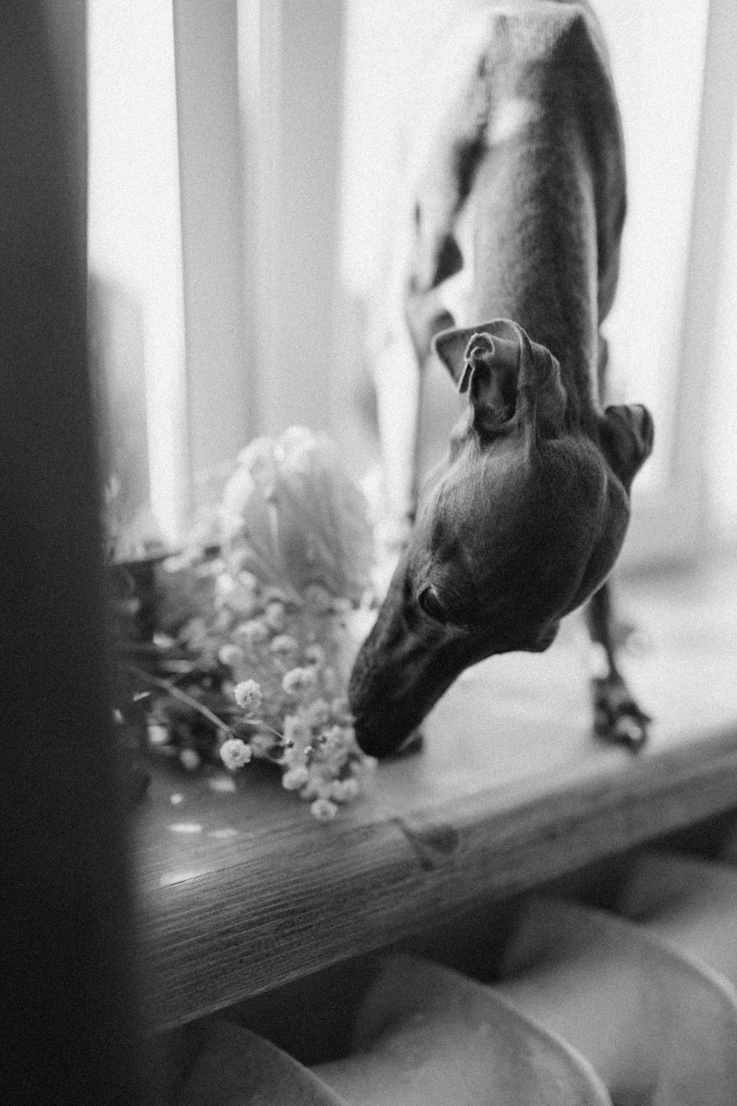 Ксюша и Луна. Фотограф — Анималист | Санкт-Петербург