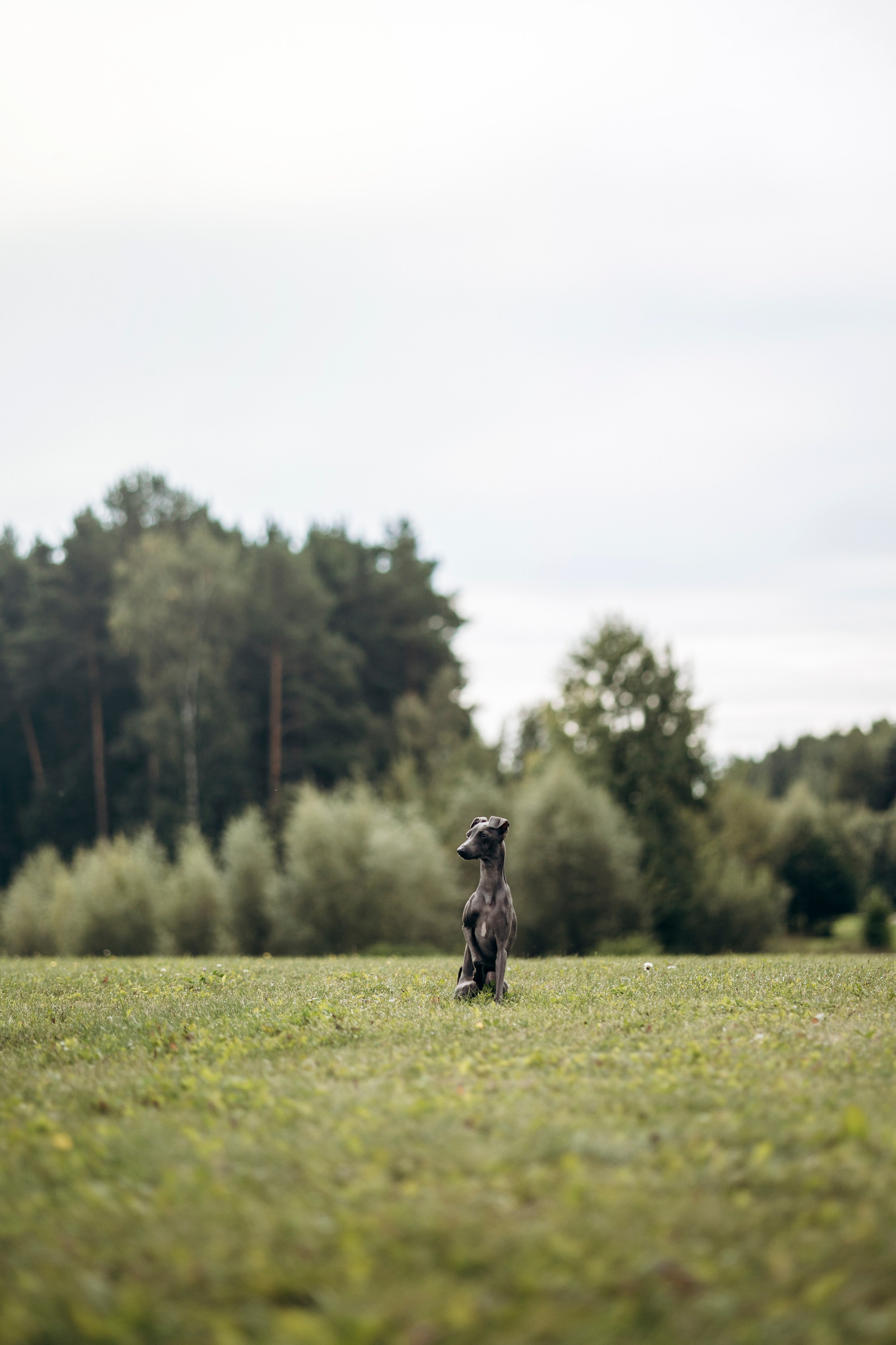 Лучик и ее семья. Фотограф — Анималист | Санкт-Петербург