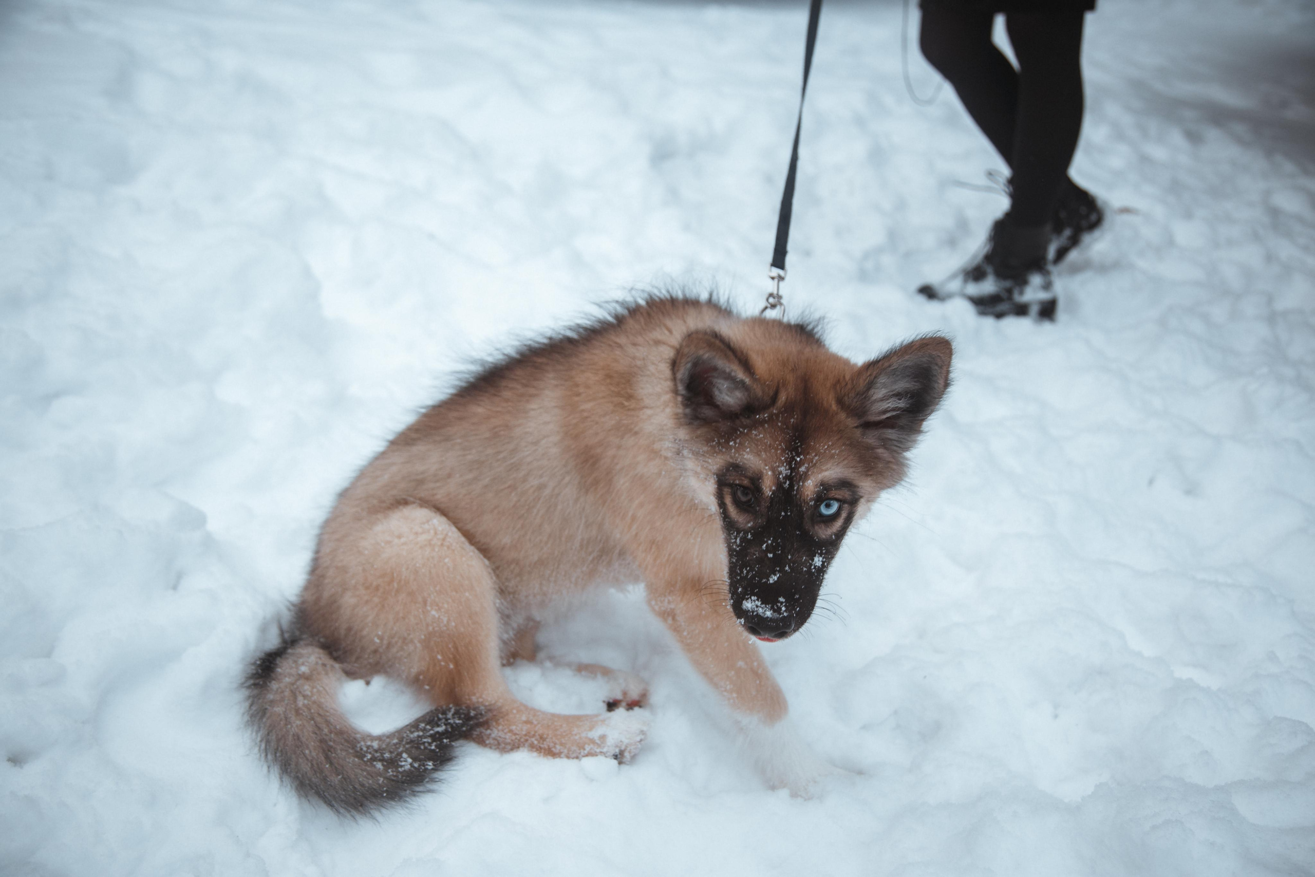 Love story «Winter walk». Свадебные фотограф и видеограф Наталья и Анатолий Новиковы СПб