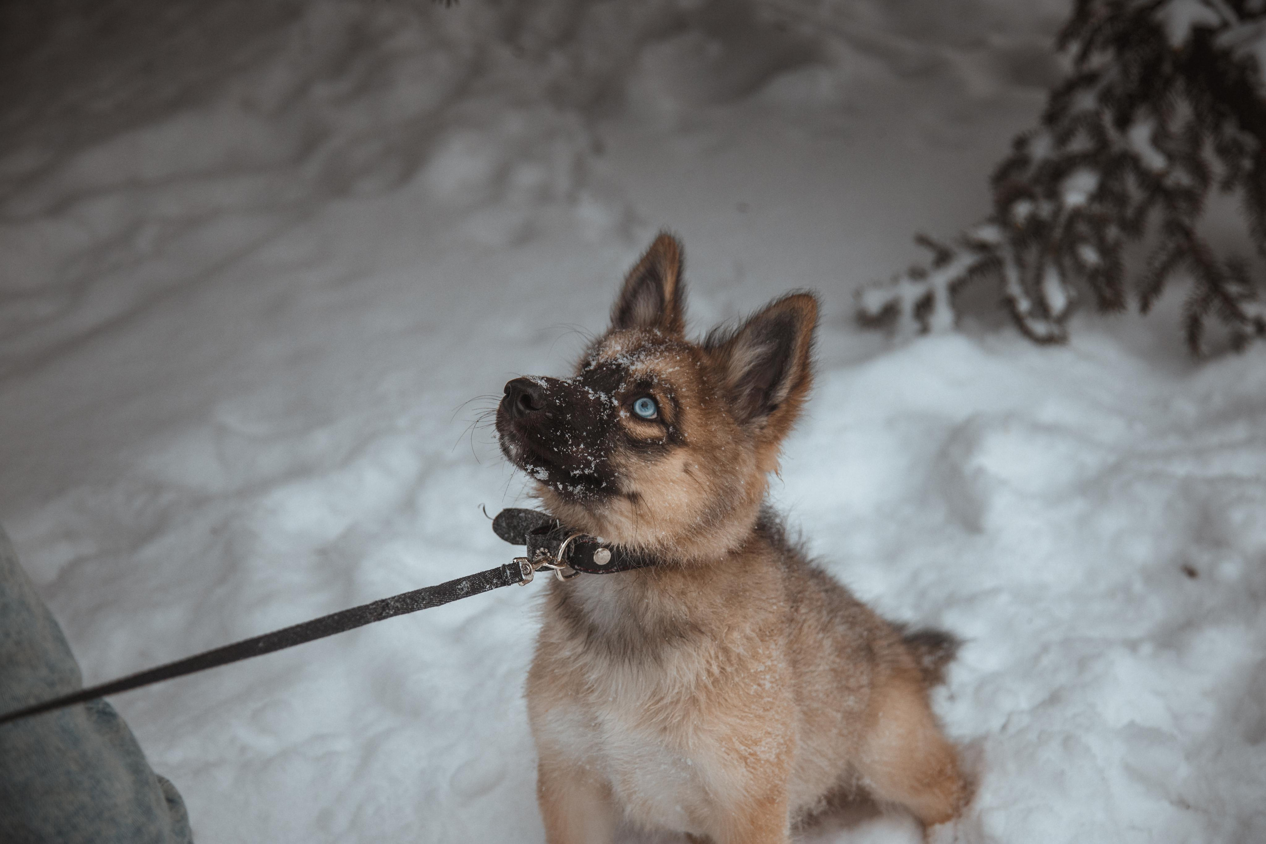 Love story «Winter walk». Свадебные фотограф и видеограф Наталья и Анатолий Новиковы СПб