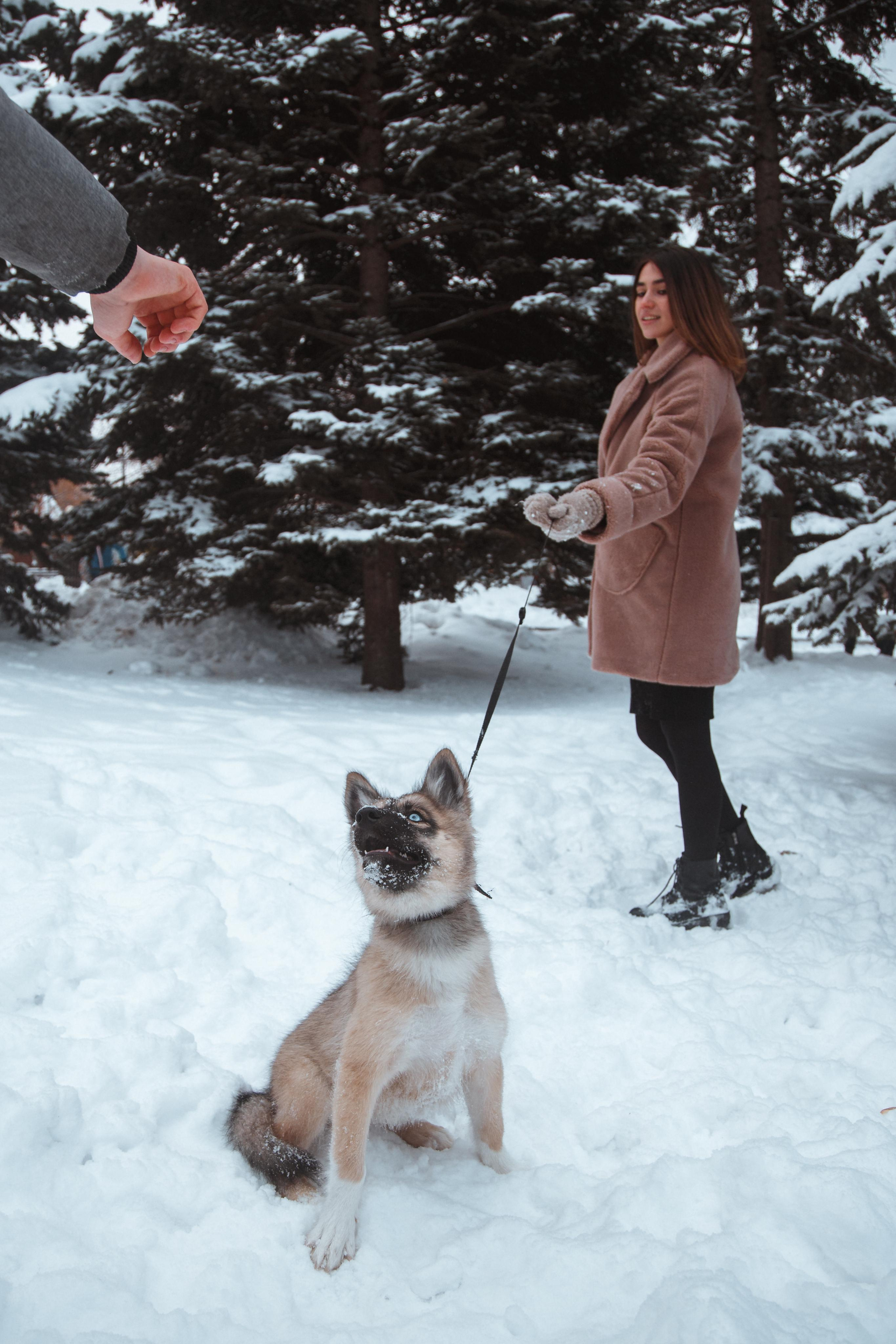 Love story «Winter walk». Свадебные фотограф и видеограф Наталья и Анатолий Новиковы СПб