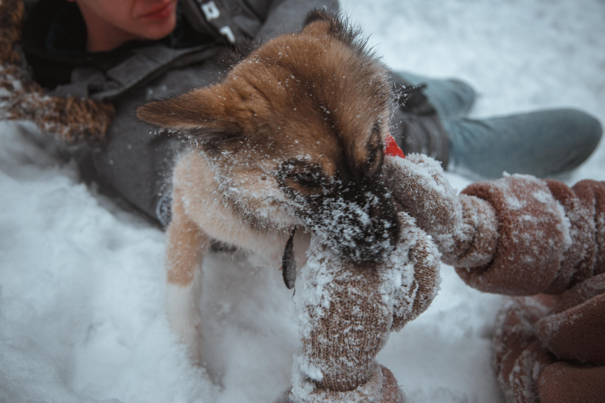 Love story «Winter walk». Свадебные фотограф и видеограф Наталья и Анатолий Новиковы СПб