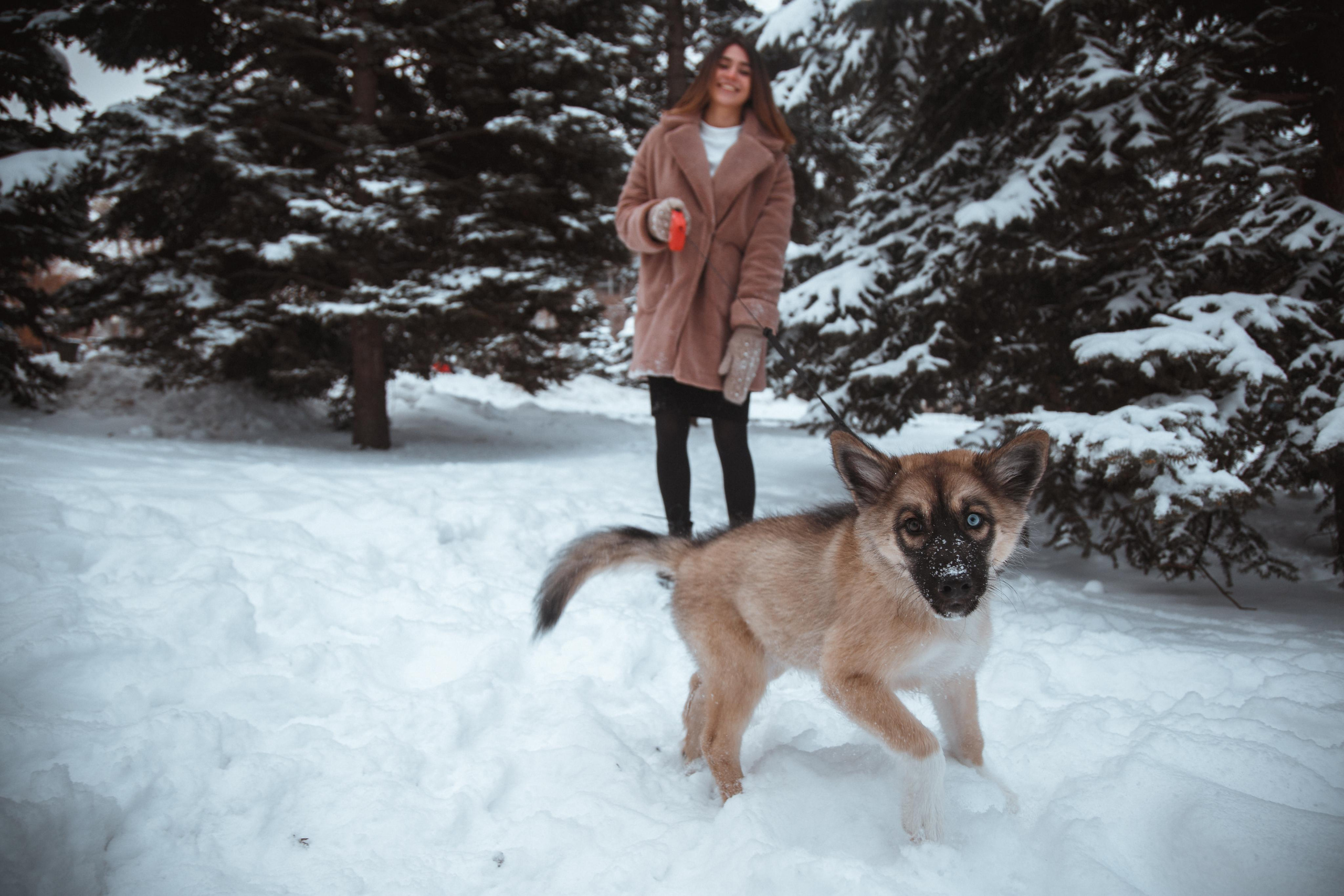 Love story «Winter walk». Свадебные фотограф и видеограф Наталья и Анатолий Новиковы СПб