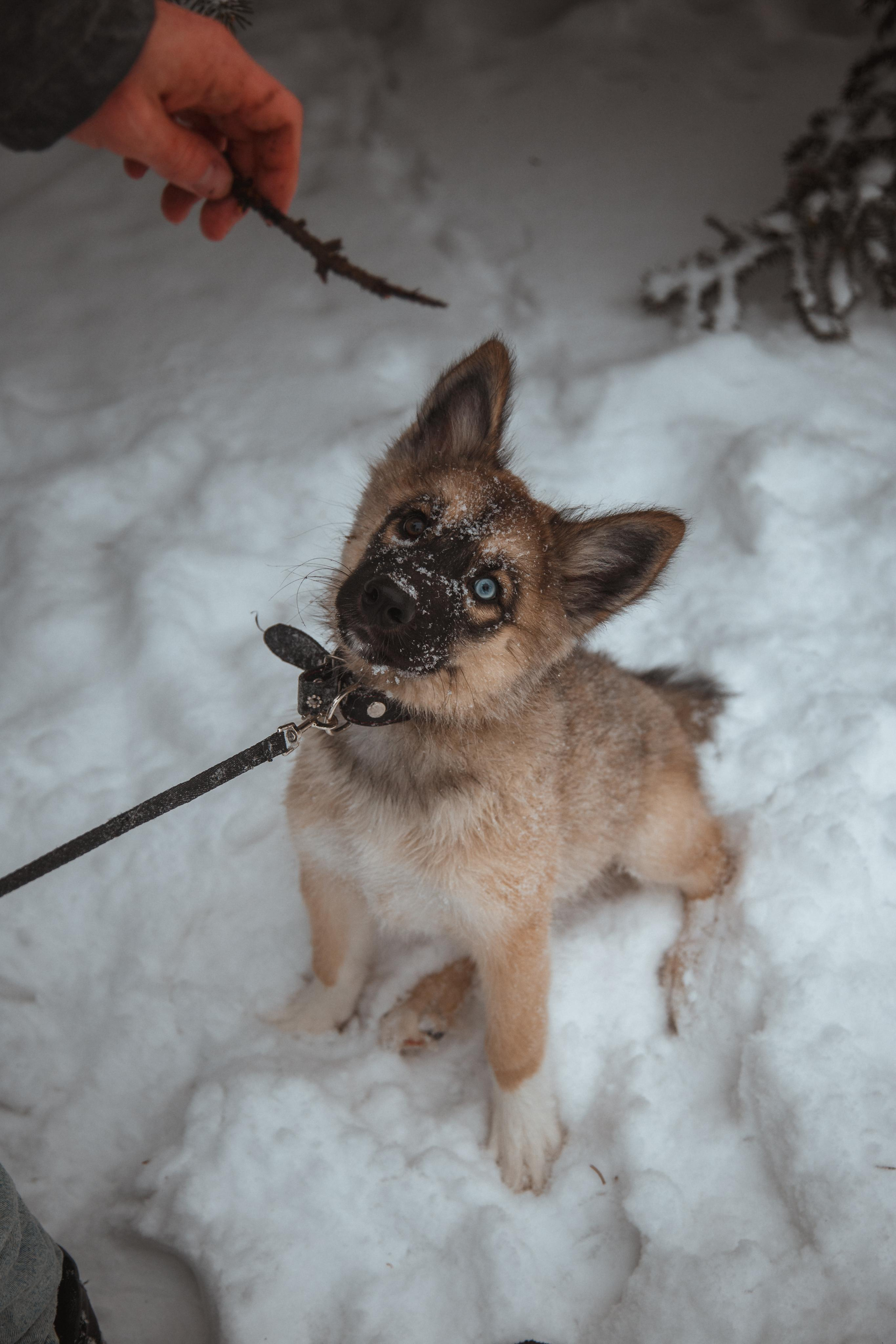 Love story «Winter walk». Свадебные фотограф и видеограф Наталья и Анатолий Новиковы СПб