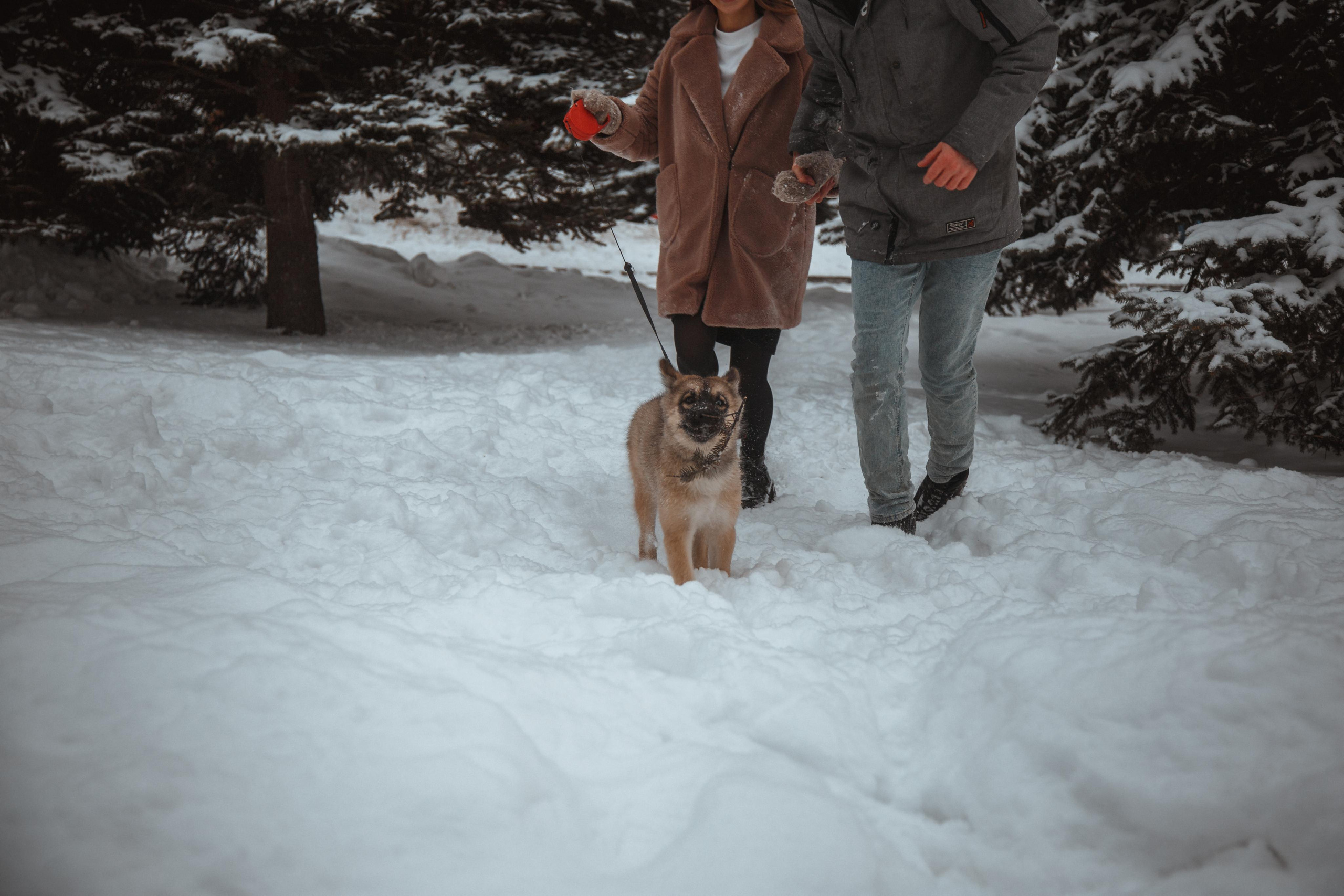 Love story «Winter walk». Свадебные фотограф и видеограф Наталья и Анатолий Новиковы СПб