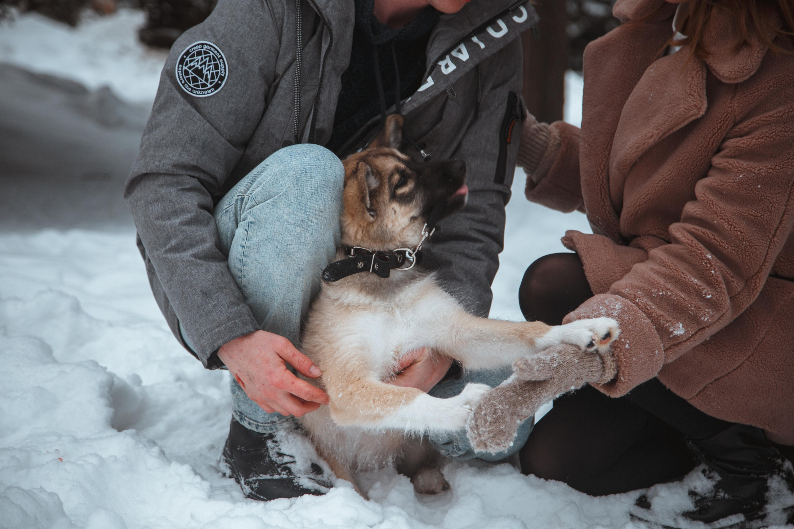 Love story «Winter walk». Свадебные фотограф и видеограф Наталья и Анатолий Новиковы СПб