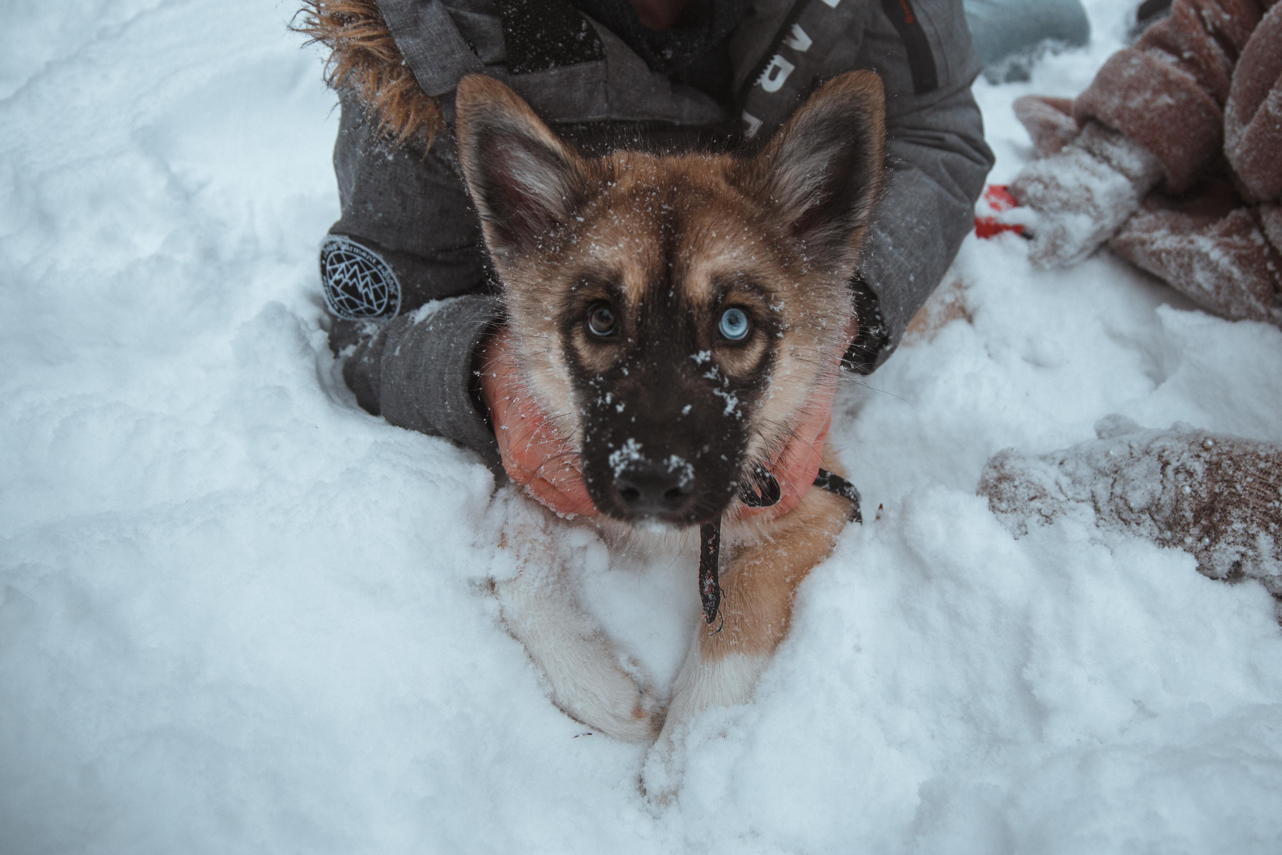 Love story «Winter walk». Свадебные фотограф и видеограф Наталья и Анатолий Новиковы СПб