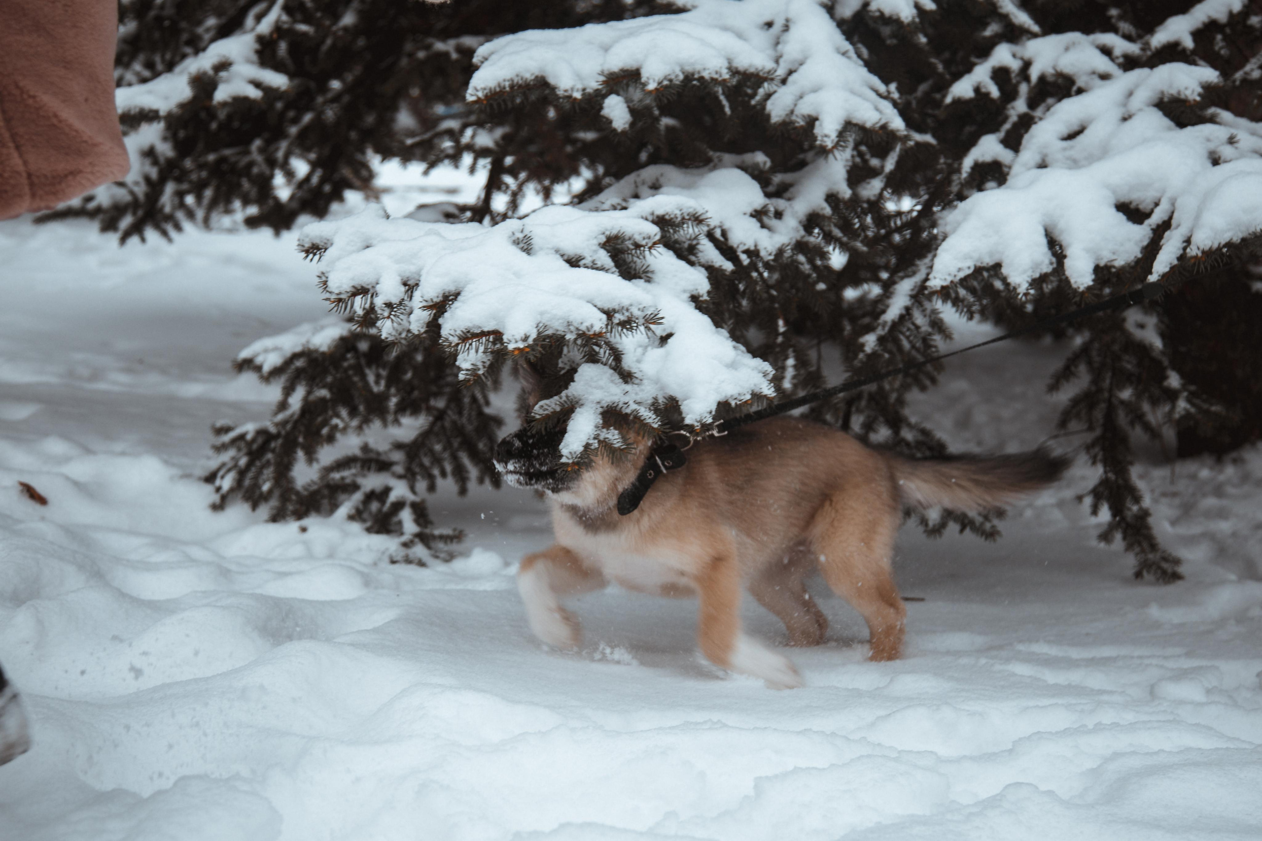 Love story «Winter walk». Свадебные фотограф и видеограф Наталья и Анатолий Новиковы СПб