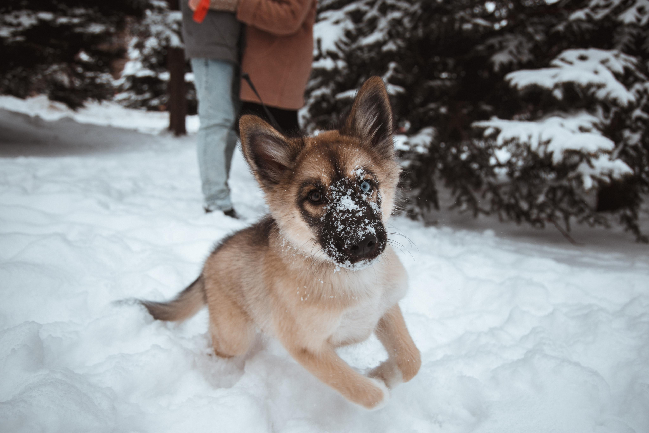 Love story «Winter walk». Свадебные фотограф и видеограф Наталья и Анатолий Новиковы СПб
