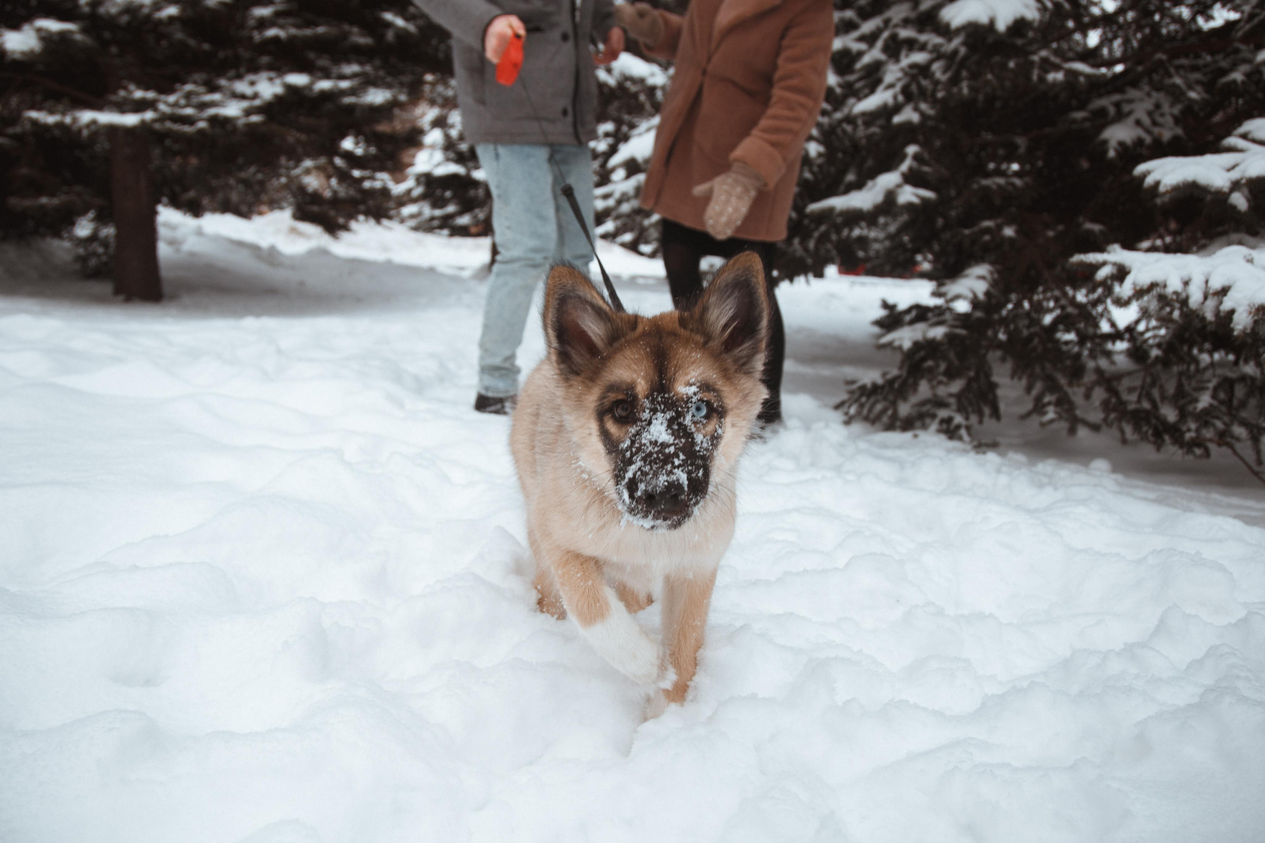 Love story «Winter walk». Свадебные фотограф и видеограф Наталья и Анатолий Новиковы СПб
