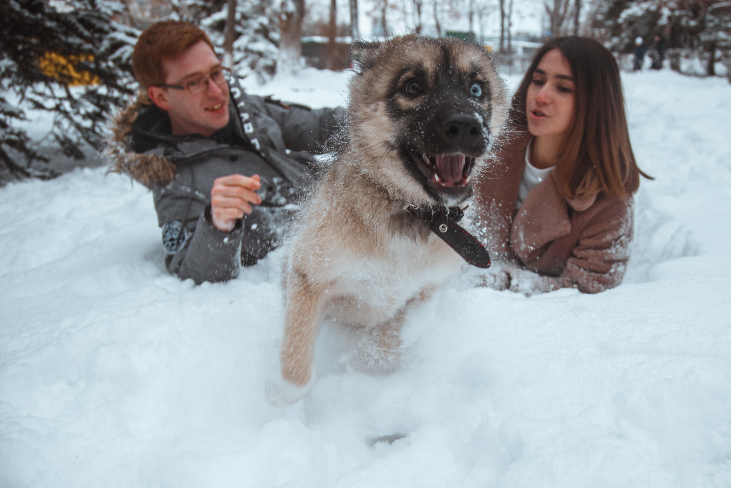 Love story «Winter walk». Свадебные фотограф и видеограф Наталья и Анатолий Новиковы СПб