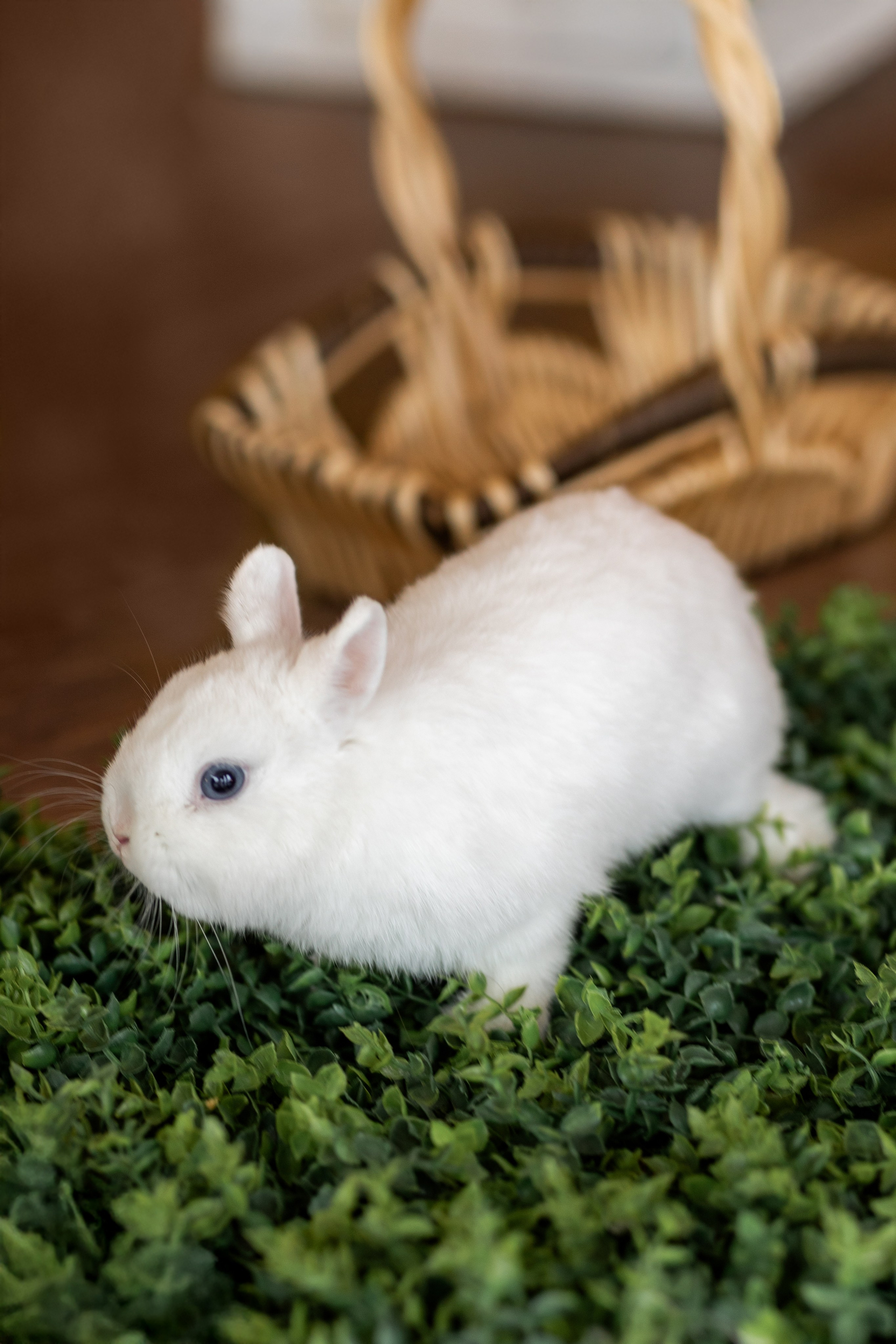 Денис к Пасхе. Семейный и женский фотограф в Ростове-на-Дону Екатерина Фитисова