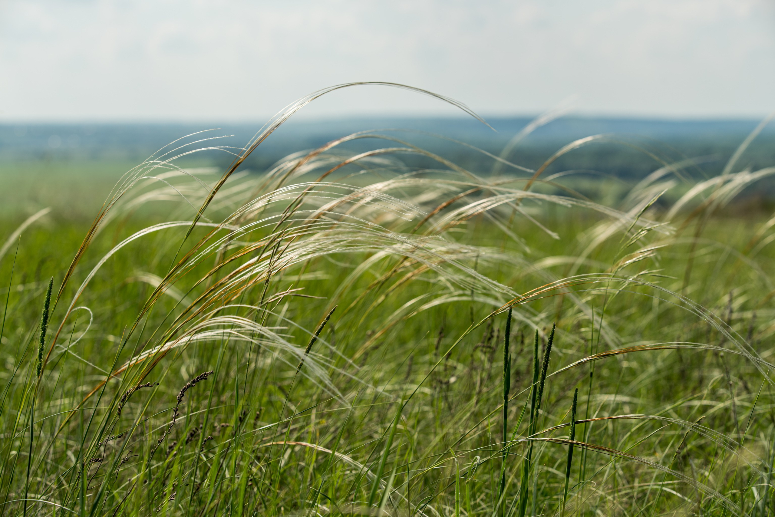 Белогорье, Воронежская область 2017. Фотограф Василий Буланов