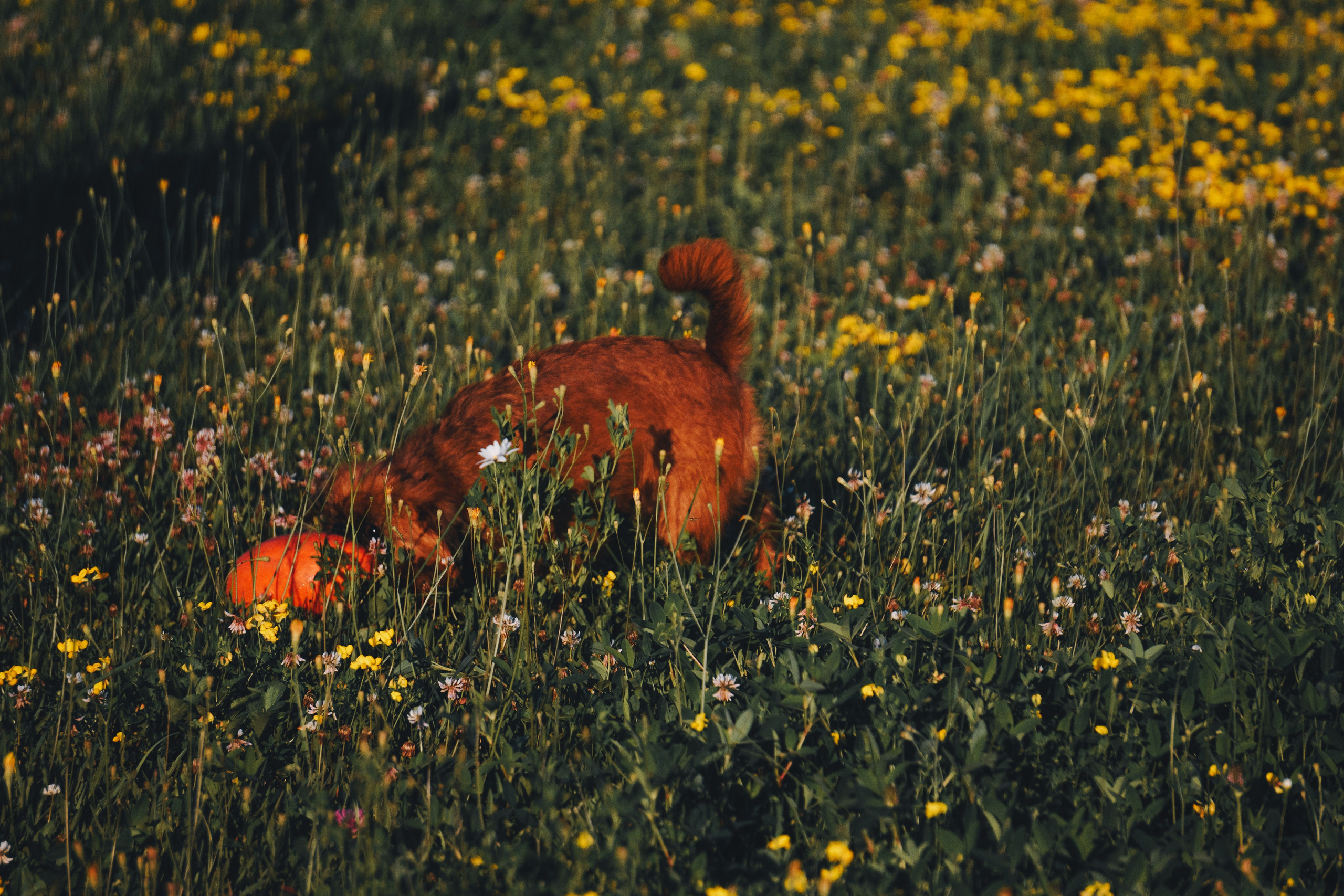 Катя и Яшма. Фотограф-анималист Ксения Воробьева, Москва