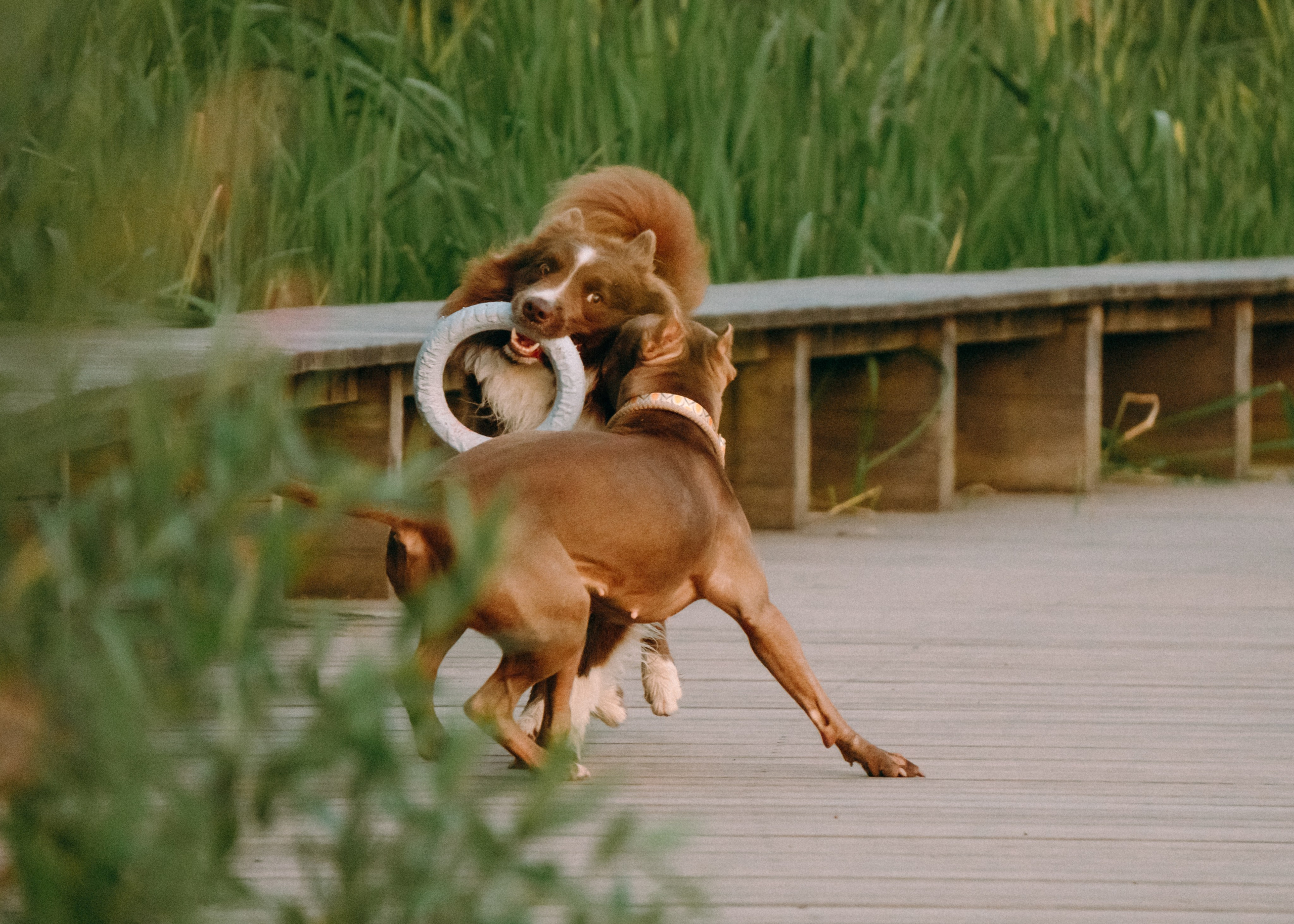 Виолетта, Лила и Питер. Фотограф-анималист Ксения Воробьева, Москва