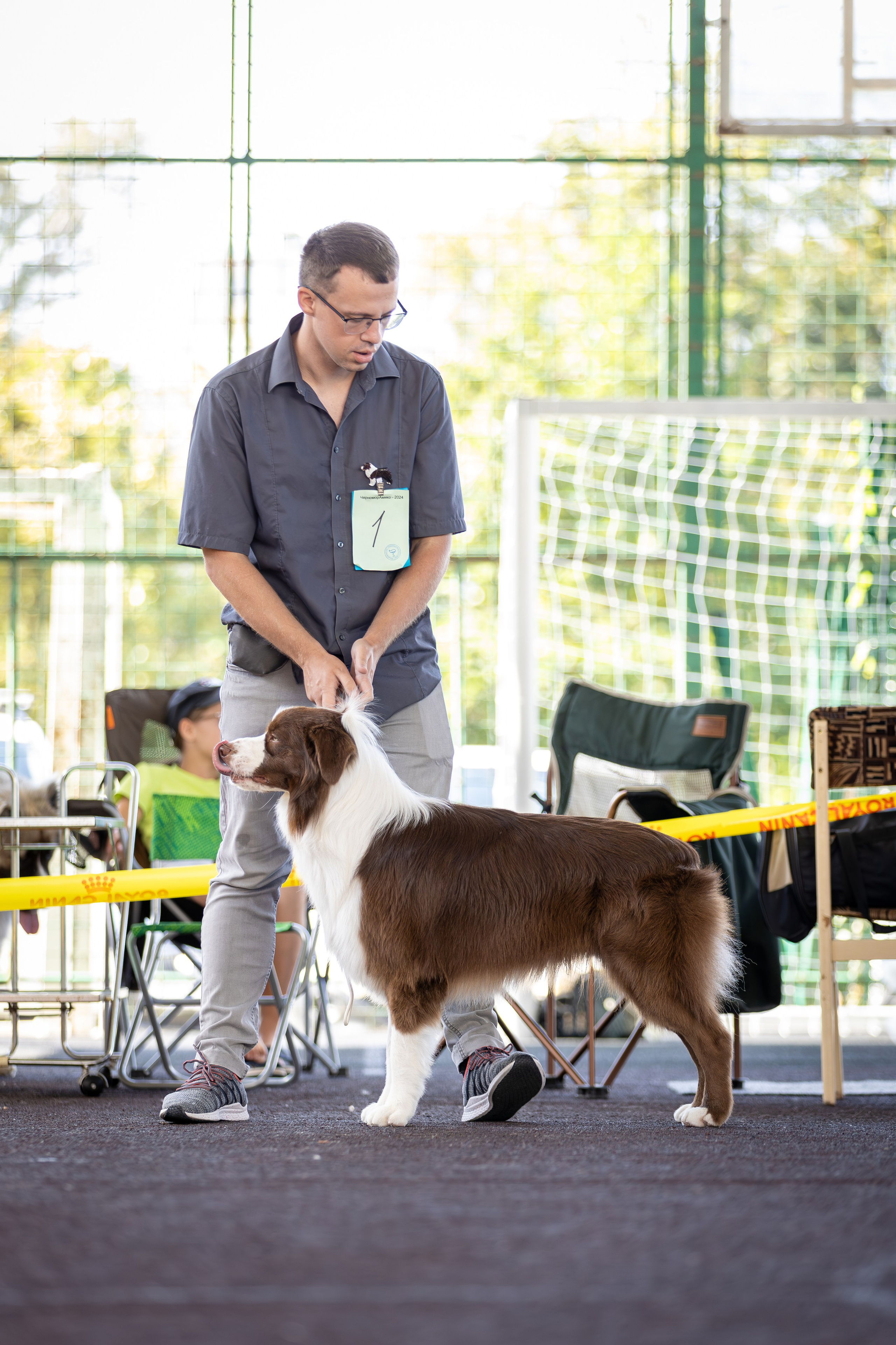 Дин, Австралийская Овчарка. Ирина Голомб|Фотограф-анималист в  Сочи и Калининграде