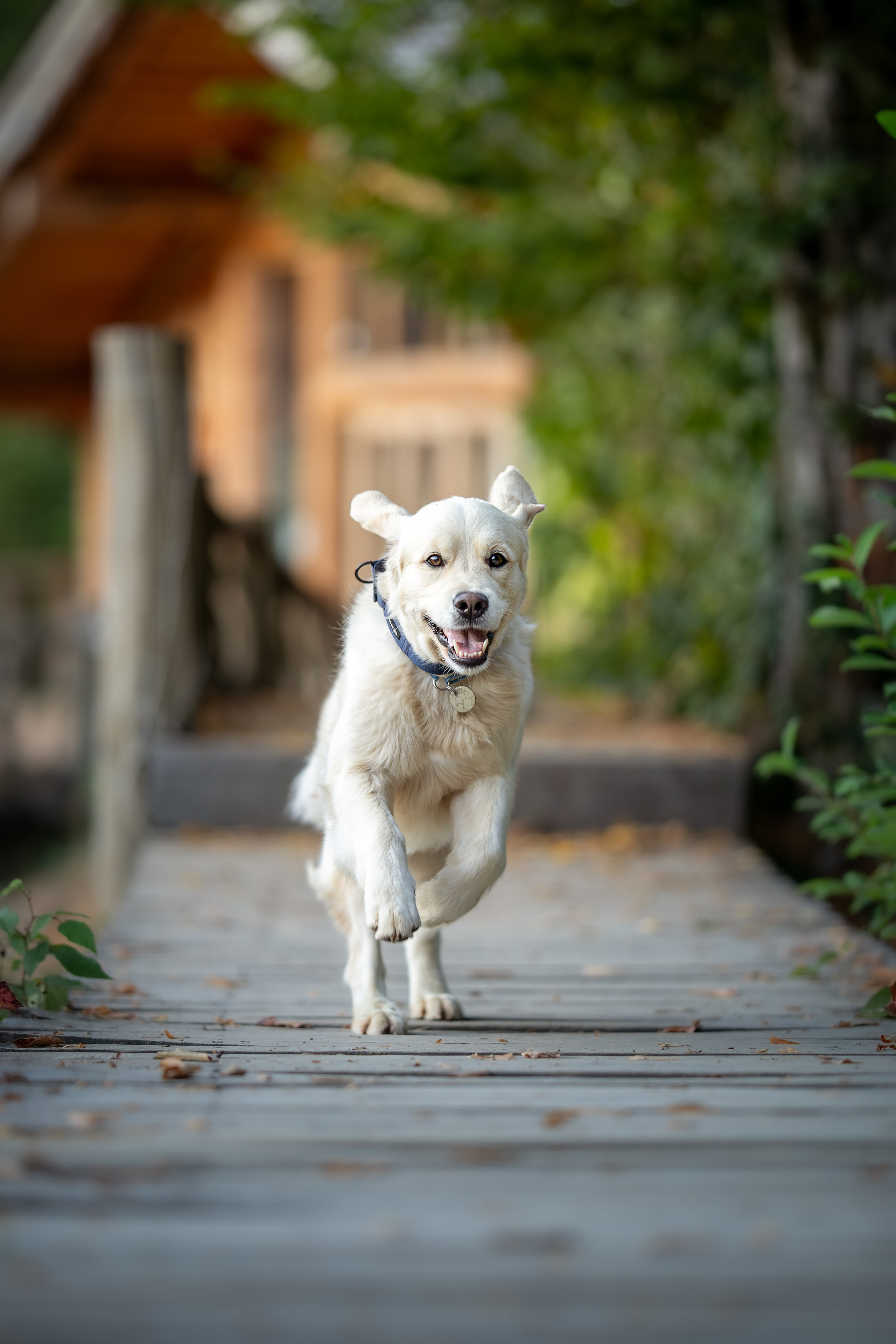 Асти, Делфи и Фреска, Голден Ретриверы. Ирина Голомб|Фотограф-анималист в  Сочи и Калининграде
