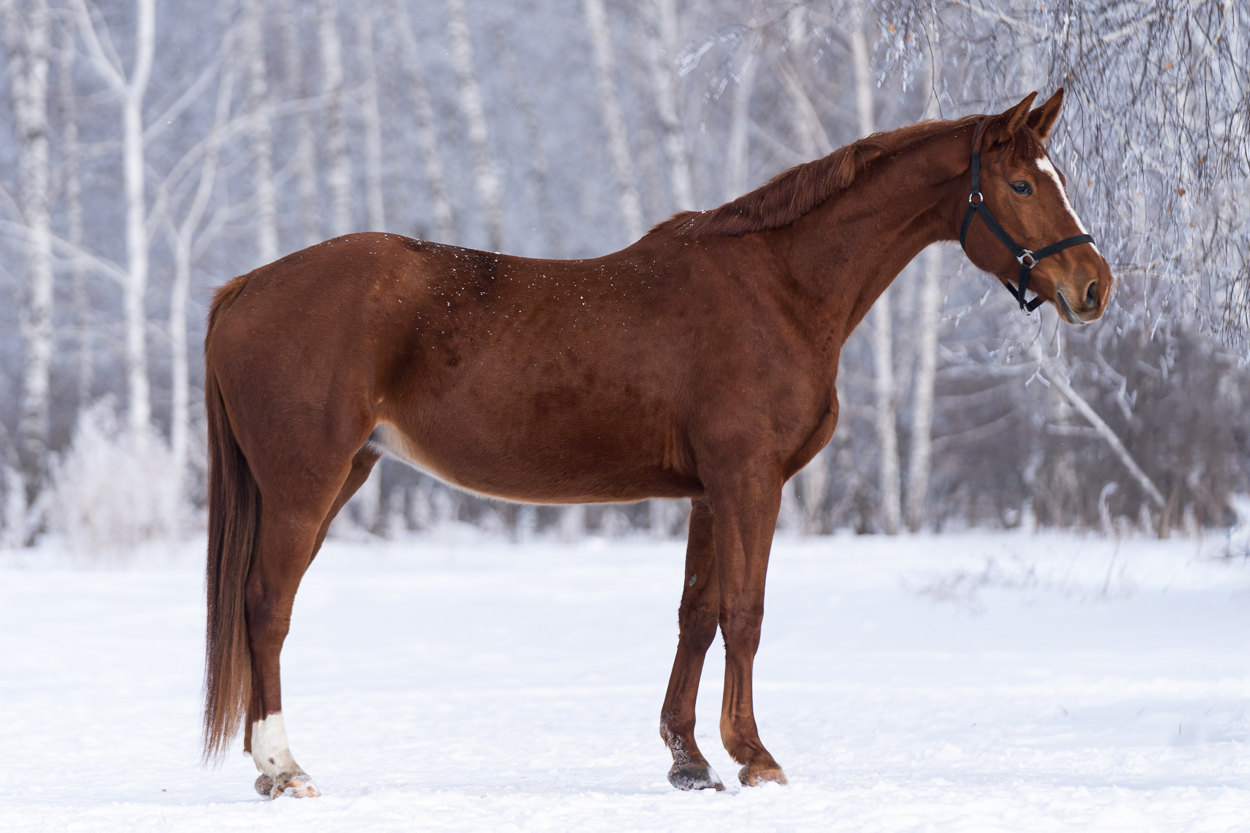 Хрестоматия. Главная