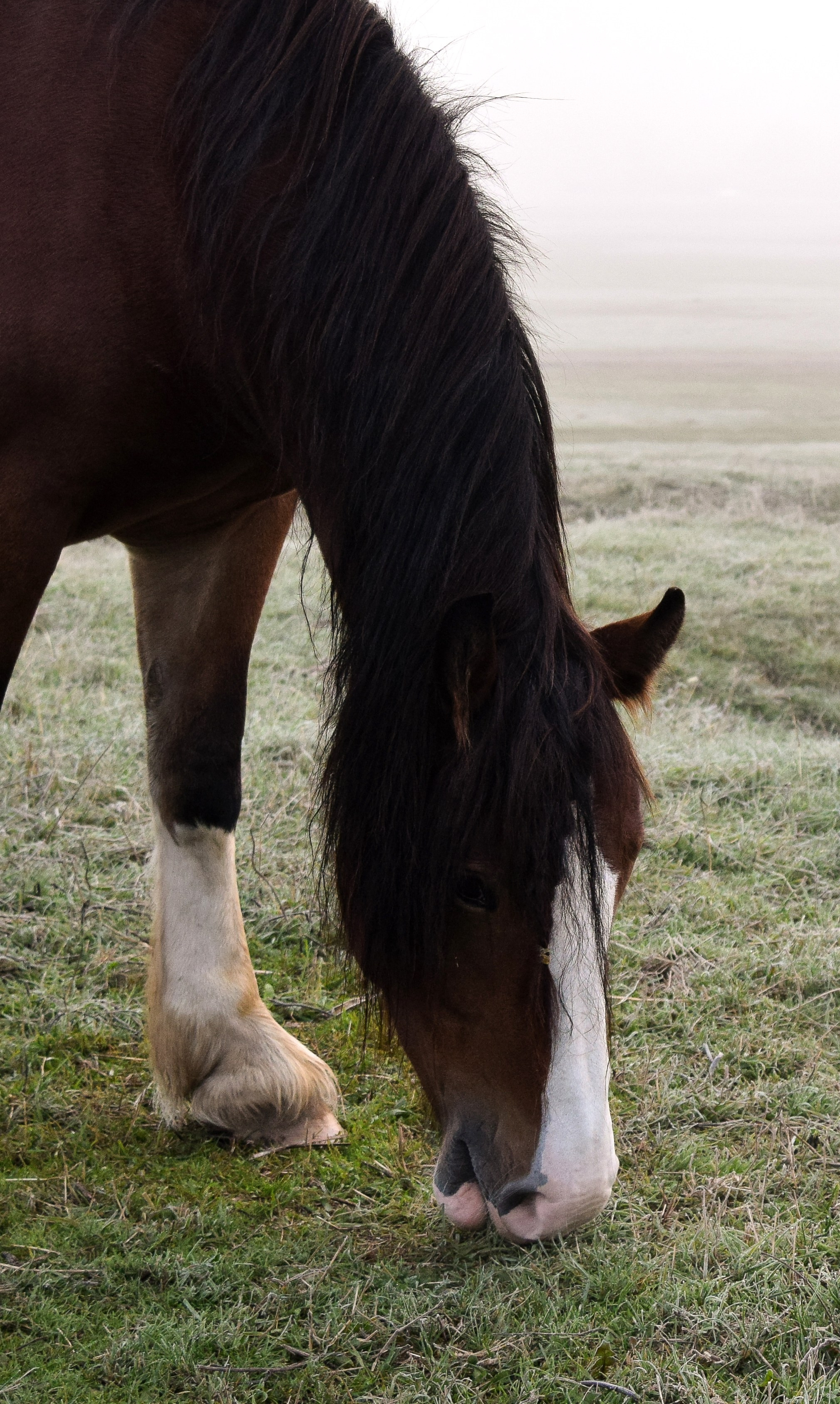 Кудыкина гора. Конный фотограф в Саратове Юлия Иванова