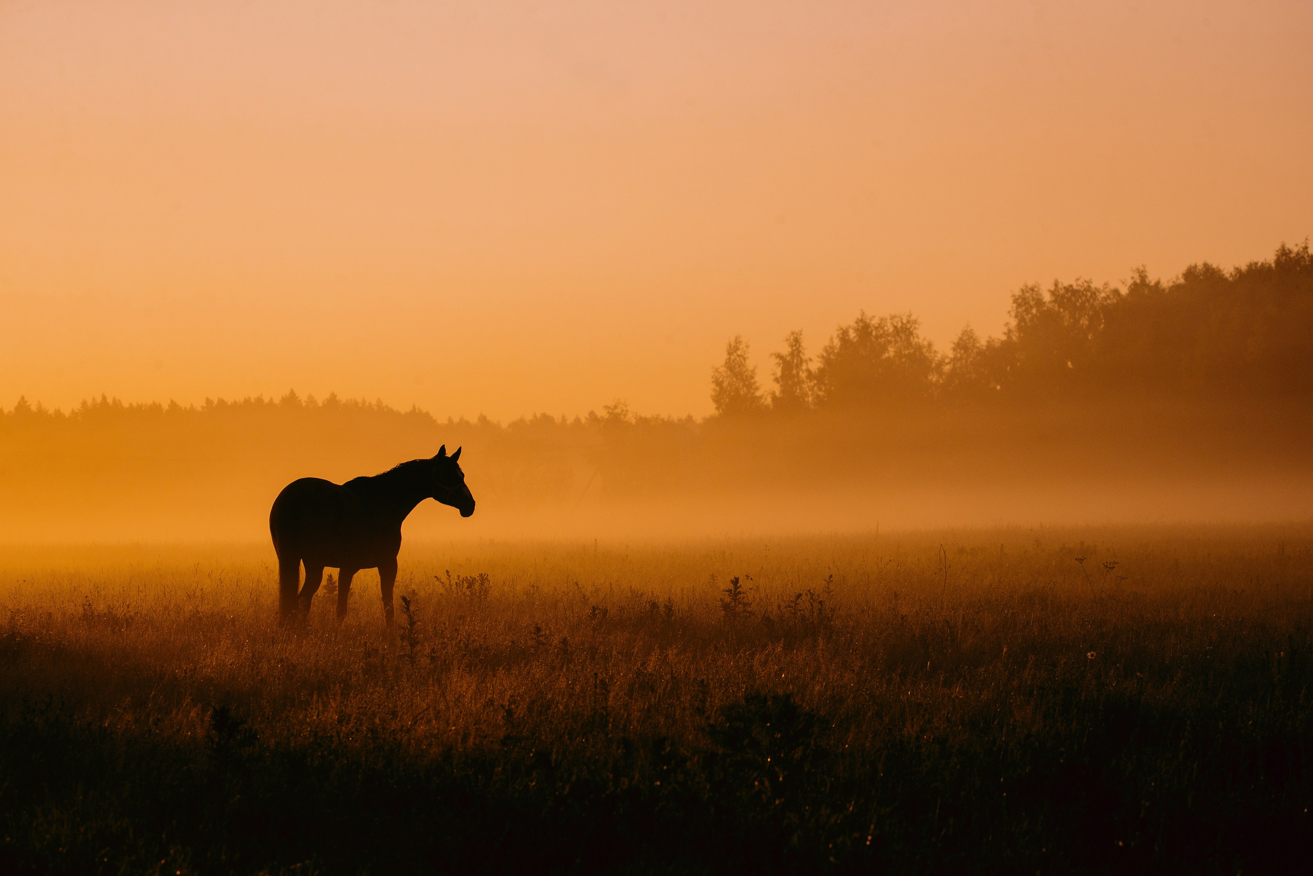 Рассвет. Фотограф-анималист Ксендзова Кристина