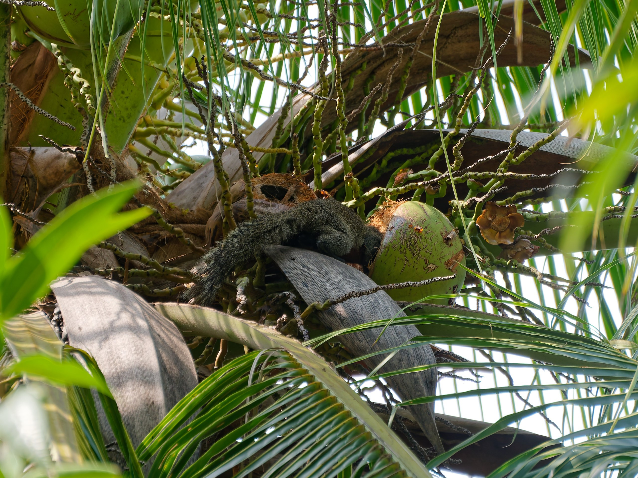 Хайнань 2026, белки. Фотопрогулки по Миру