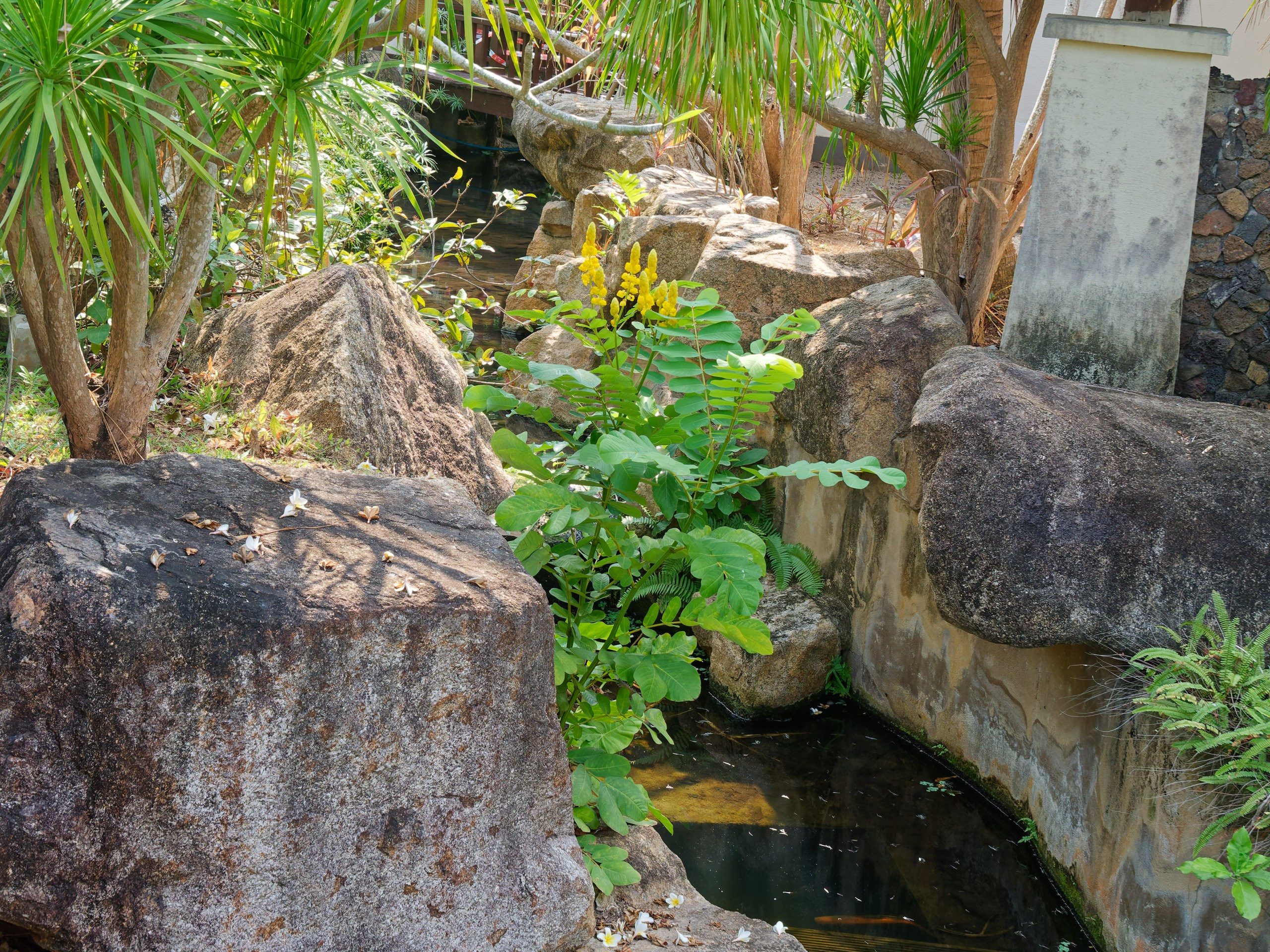 Хайнань 2026, флора, цветы и деревья. Фотопрогулки по Миру