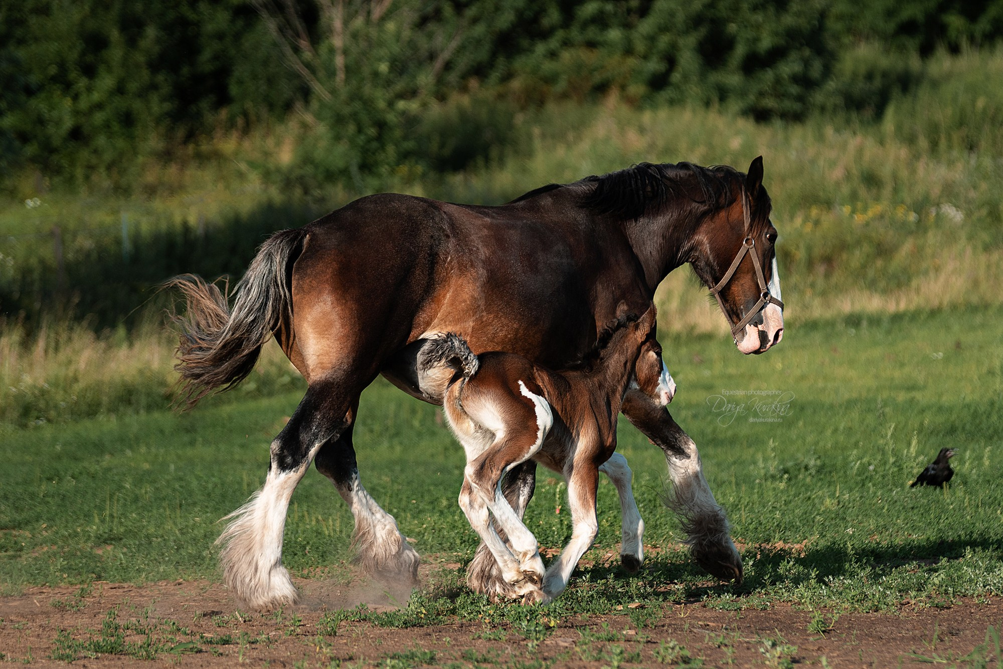 Рапунцель и Квини. Конный фотограф Куракина Дарья • Фотосессии с лошадьми