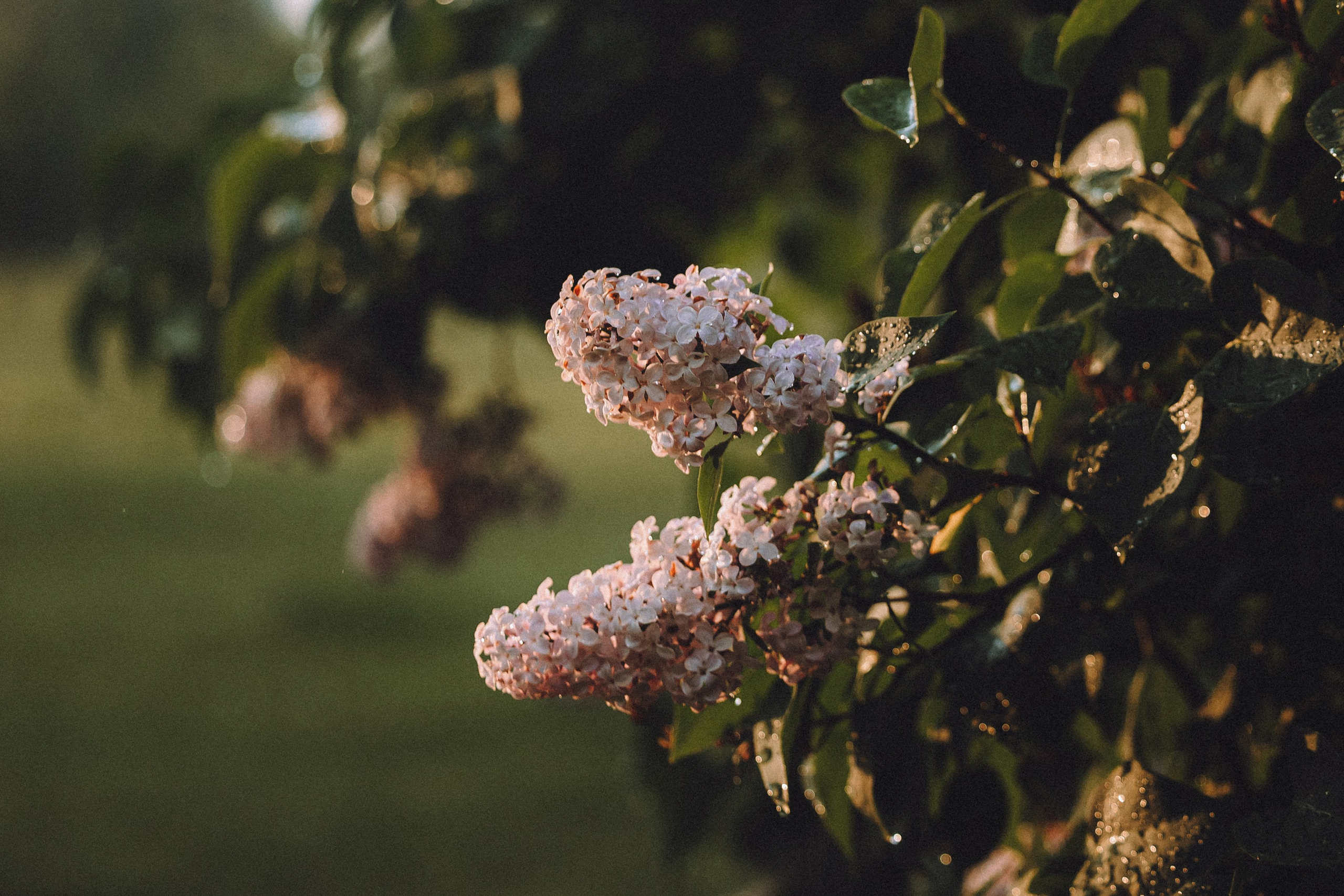 Катя, Ваня и Джеси