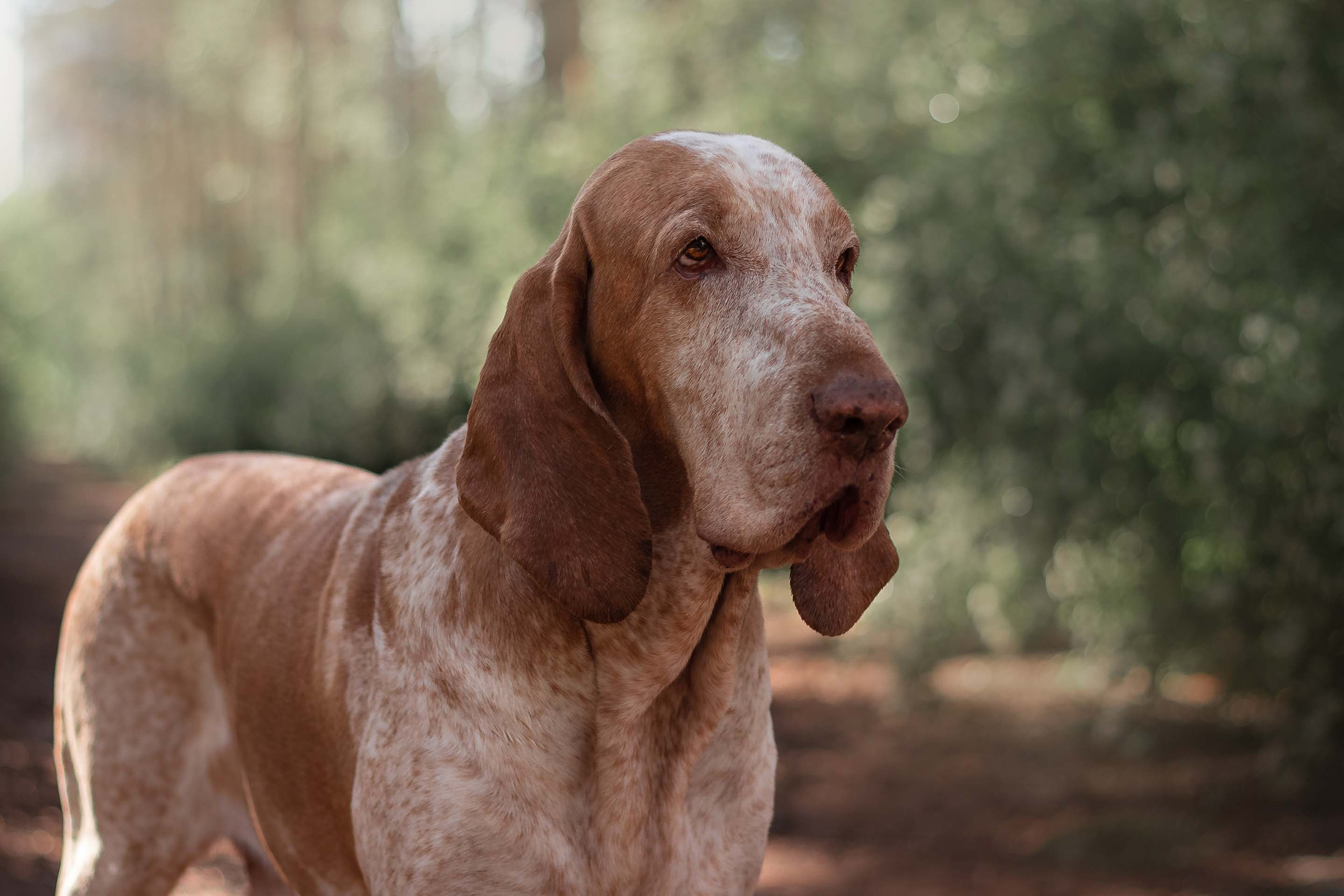 Портфолио фотографа-анималиста из Воронежа Алины Ивановой. Фотограф — анималист Алина Иванова