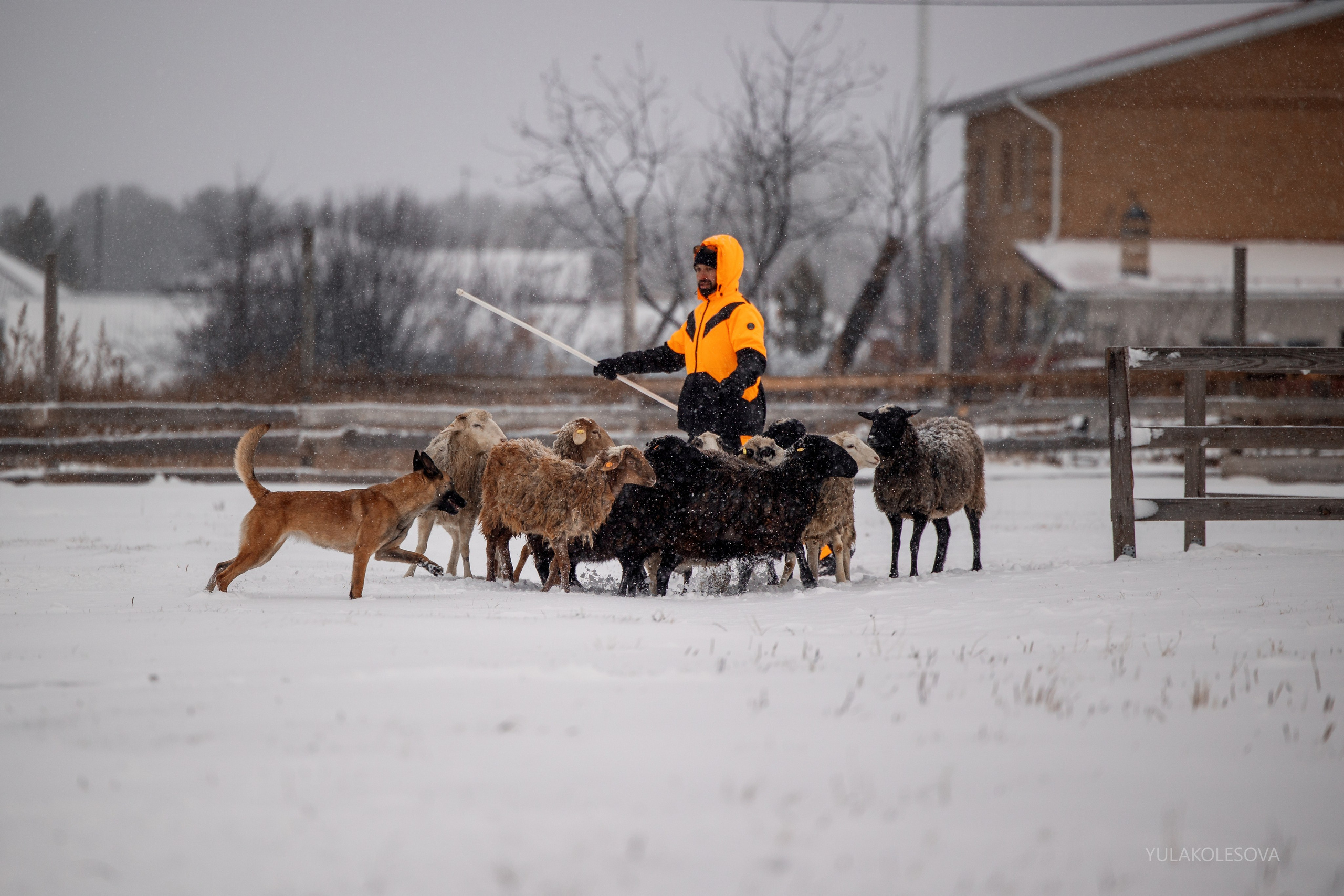 Пастуший интенсив, ноябрь 2024. YULA KOLESOVA | Фотограф — Анималист | Художник | Тюмень