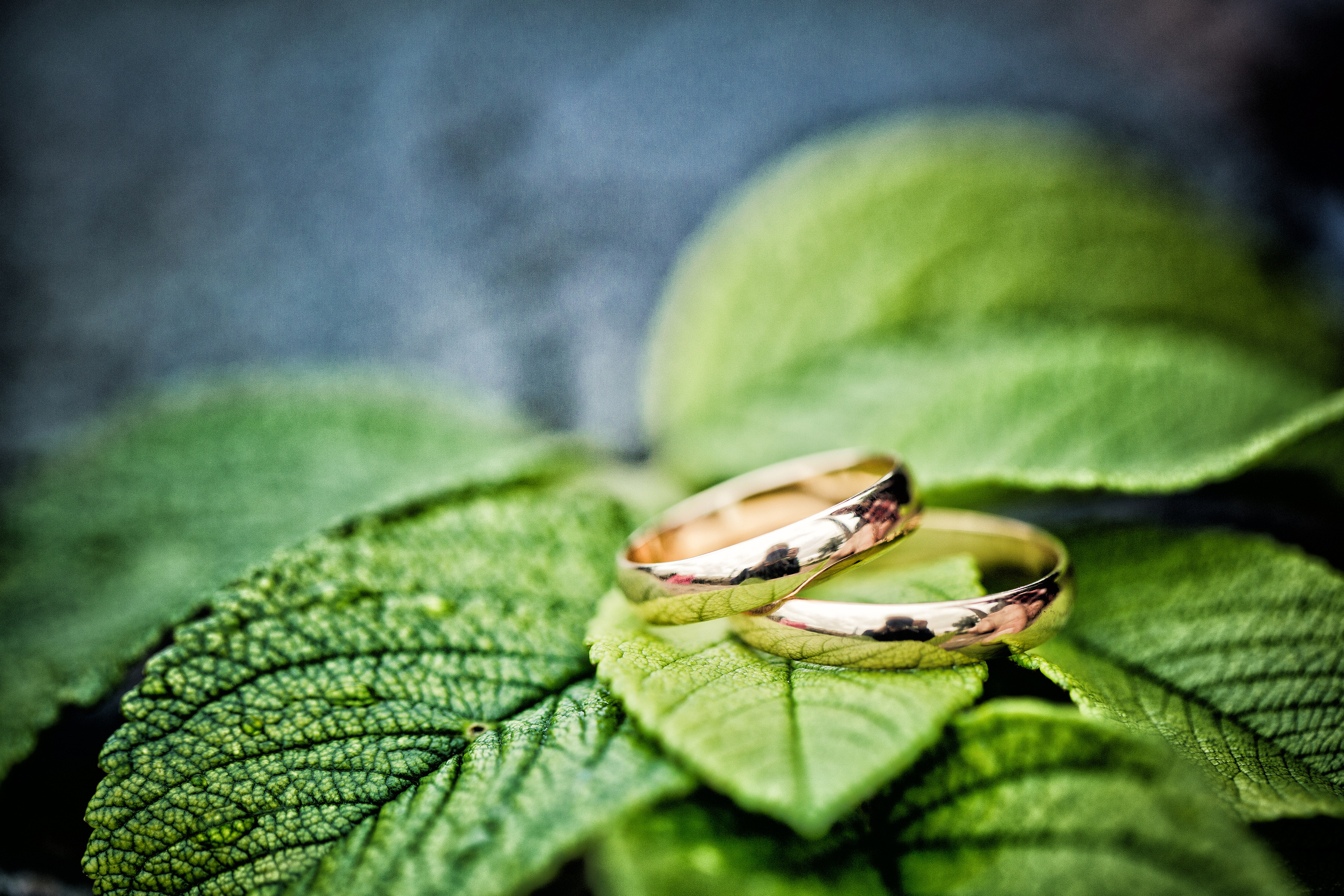 золотые обручальные кольца лежат на зеленых листьях