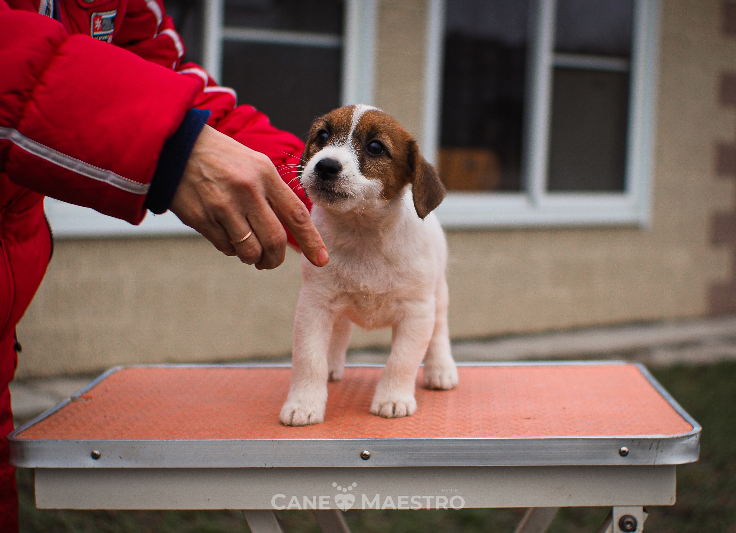 3КОБЛ_СНЕГОВИК. CANE MAESTRO — kennel Jack Russell Terrier