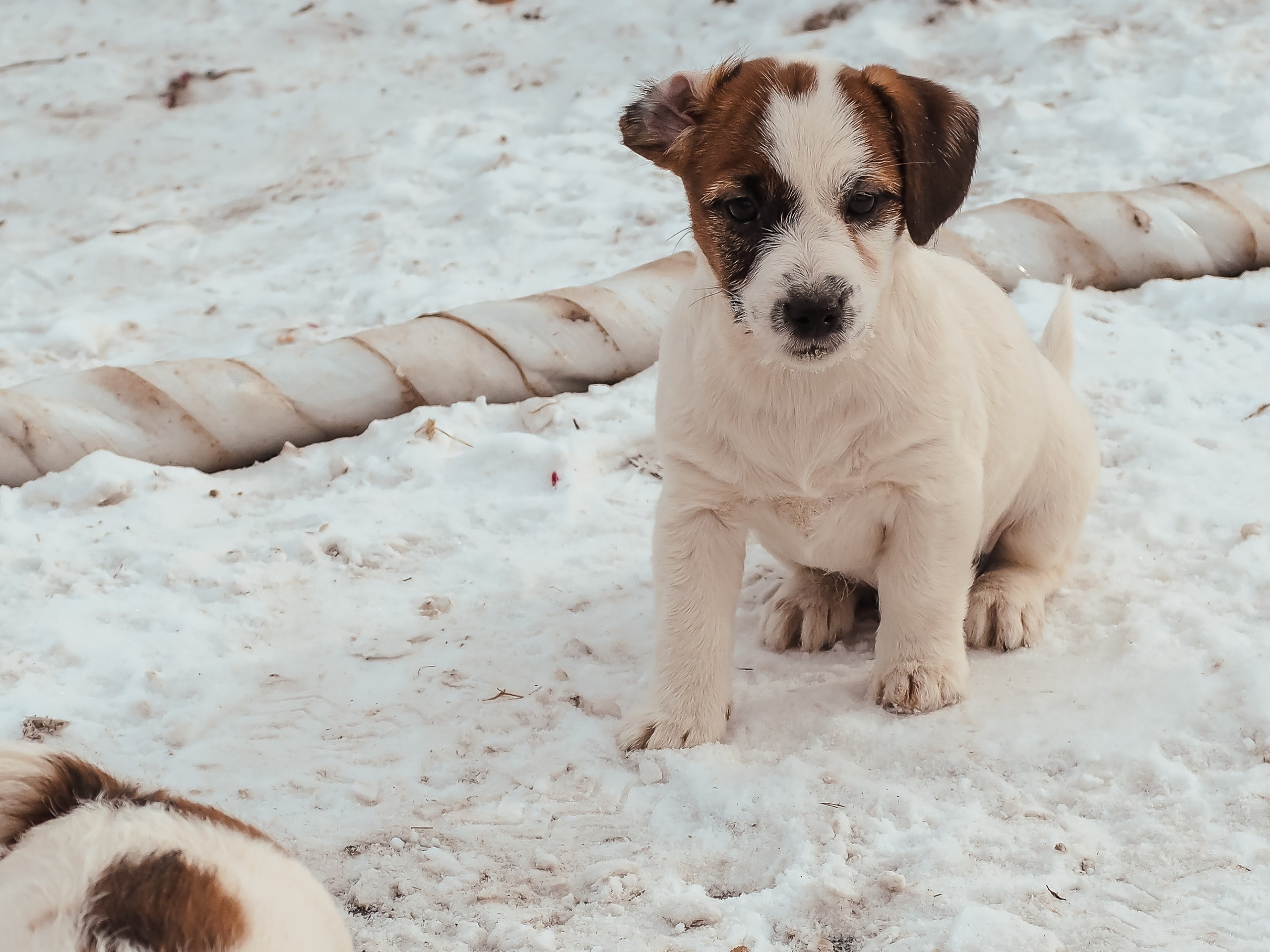 3_Девочка_СНЕЖНАЯ_Ц. CANE MAESTRO — kennel Jack Russell Terrier